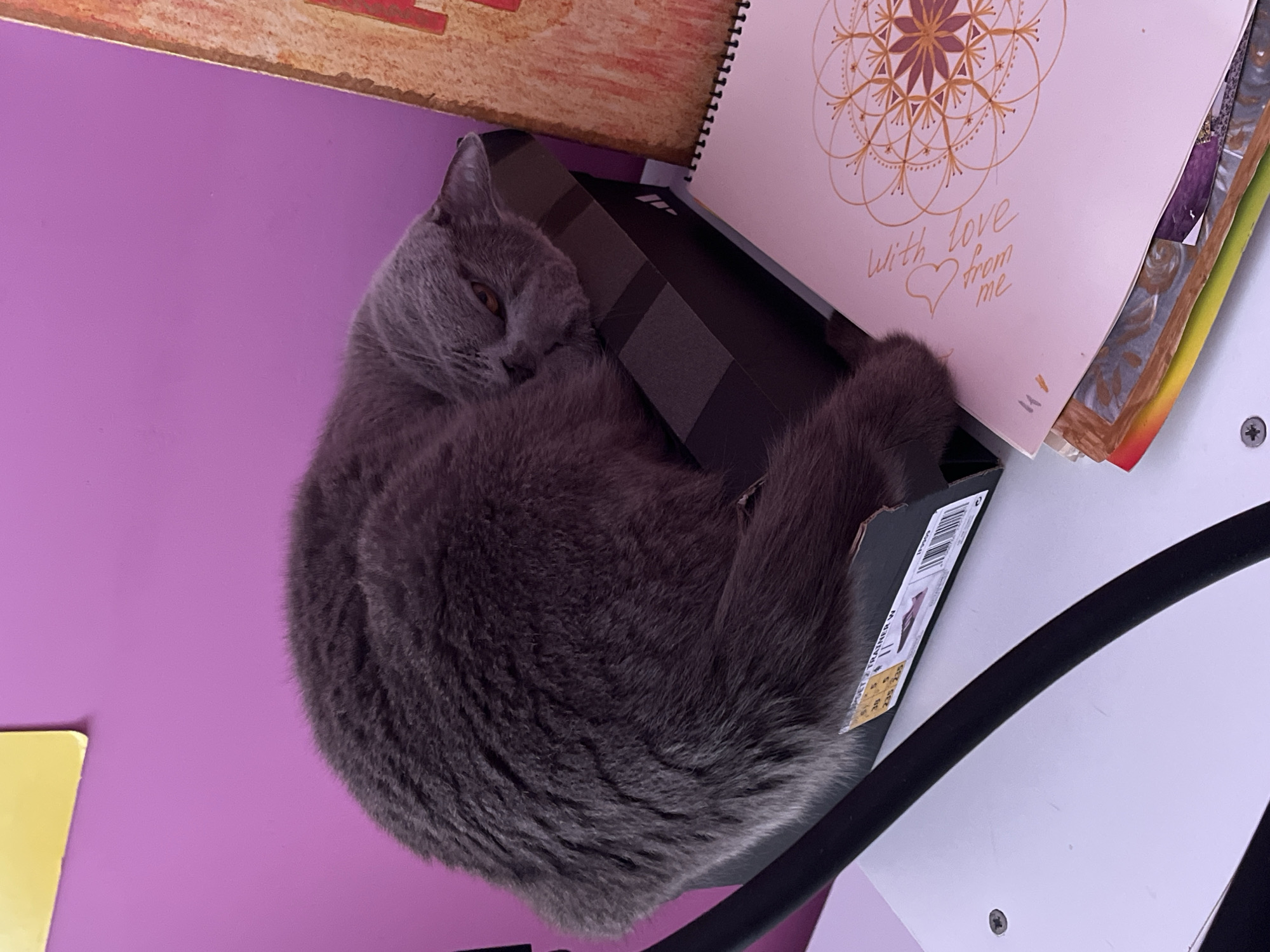 A gray British Shorthair cat is curled up inside a black Adidas shoebox. The box sits on a purple surface, with a stack of papers including a spiral-bound notebook and a page that says "With love from me". The background also includes a white wall with a black pipe. There is no evidence to suggest the location is Alanya, Turkey.