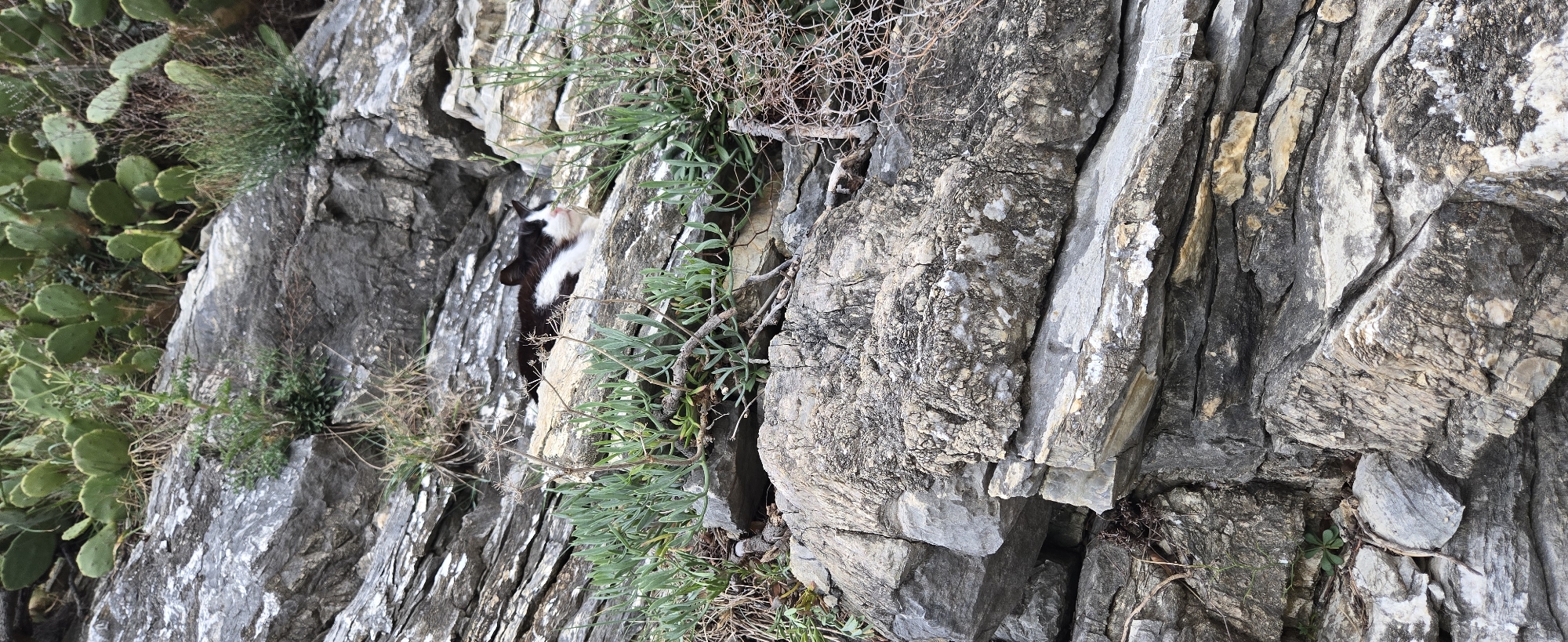 A close-up shot, rotated 90 degrees counter-clockwise, reveals a rocky terrain with vegetation. A young goat, with black and white fur, is nestled between the rocks. The rocks are predominantly grey and white, with various textures and cracks. Green plants and cacti are interspersed among the rocks. The location is likely in Budva, Montenegro, given the typical rocky landscape of the region.