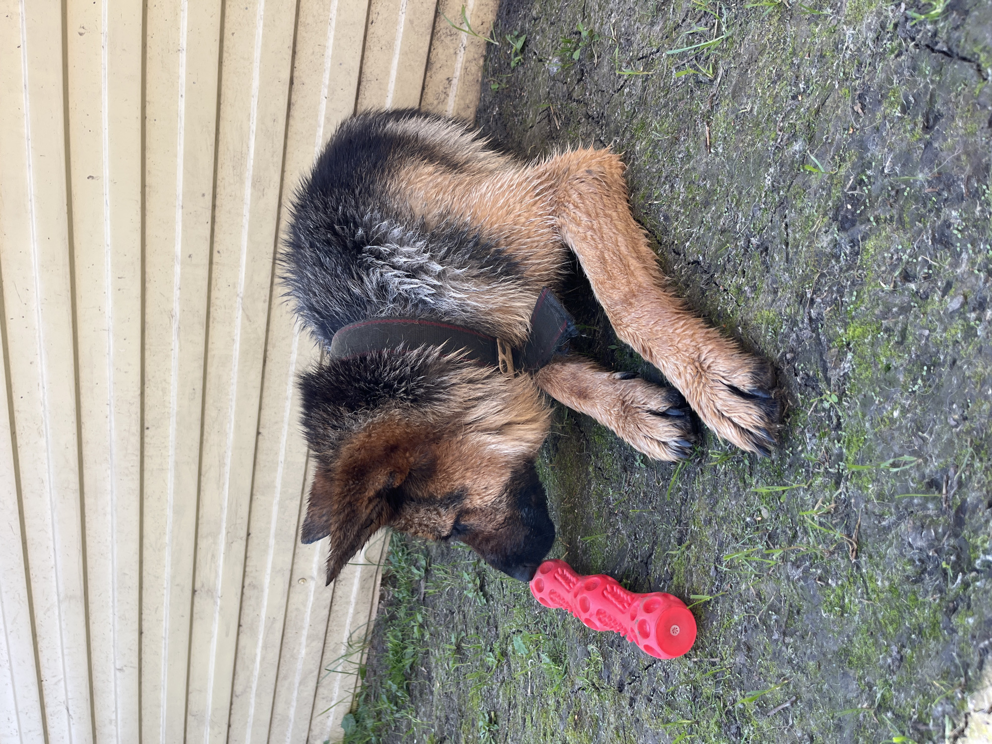 A wet German Shepherd dog lies on the ground, chewing a red dog toy. The dog is wearing a dark collar. The background is a light-colored, horizontal-slatted wall, likely the side of a building or fence. Patches of green grass and dark, damp soil are visible on the ground. The scene appears to be outdoors, possibly in a yard or alleyway. The lighting suggests it is daytime.