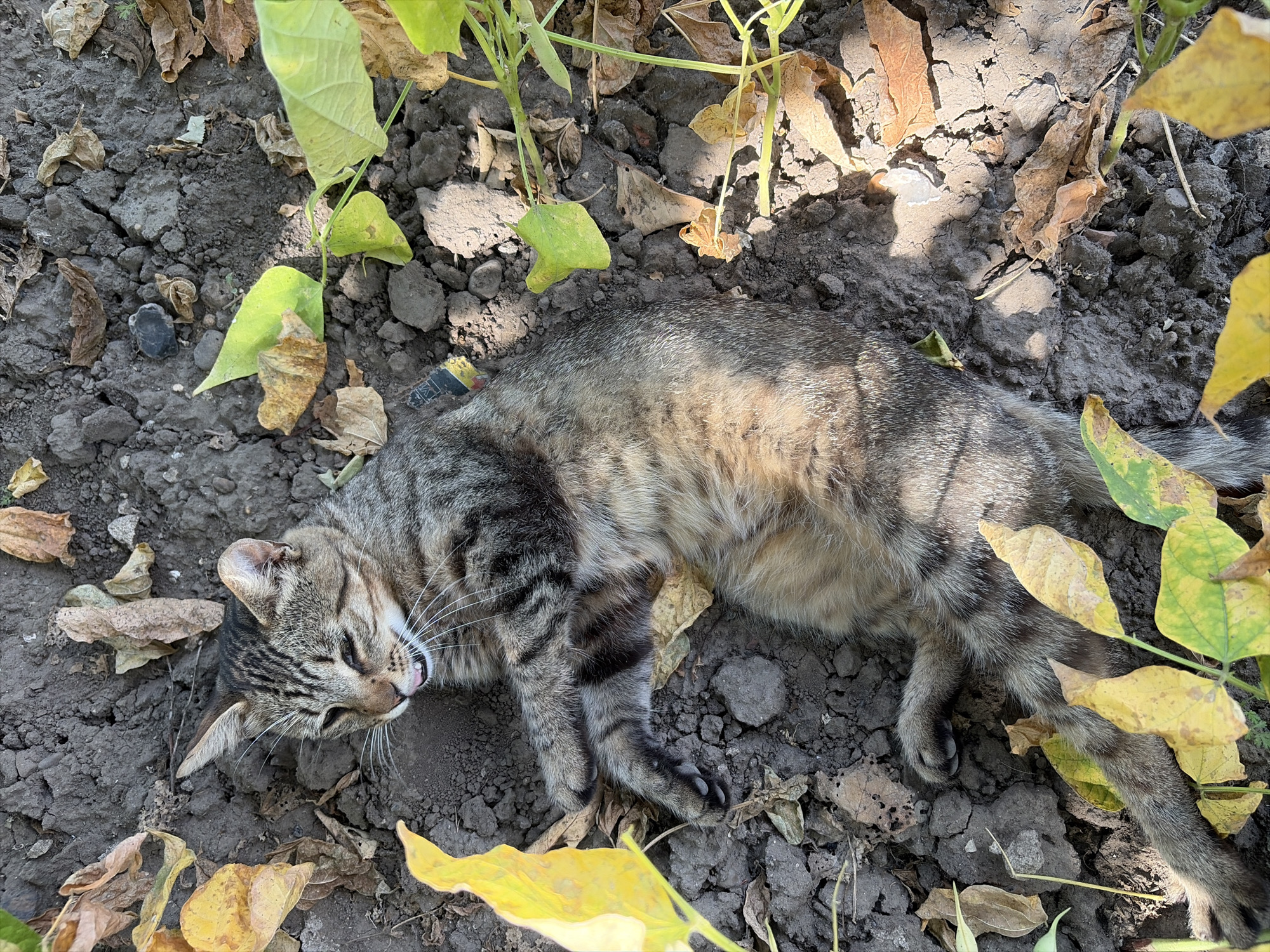 A tabby cat lies on its back in dark, dry soil, surrounded by fallen leaves and green foliage. The cat's eyes are mostly closed, and its tongue is slightly extended. Its fur is a mix of gray, black, and brown stripes. Sunlight casts shadows on the ground. The scene appears to be outdoors, possibly in a garden or yard. There is no indication of the location being in the city of Oxentea, Moldova.
