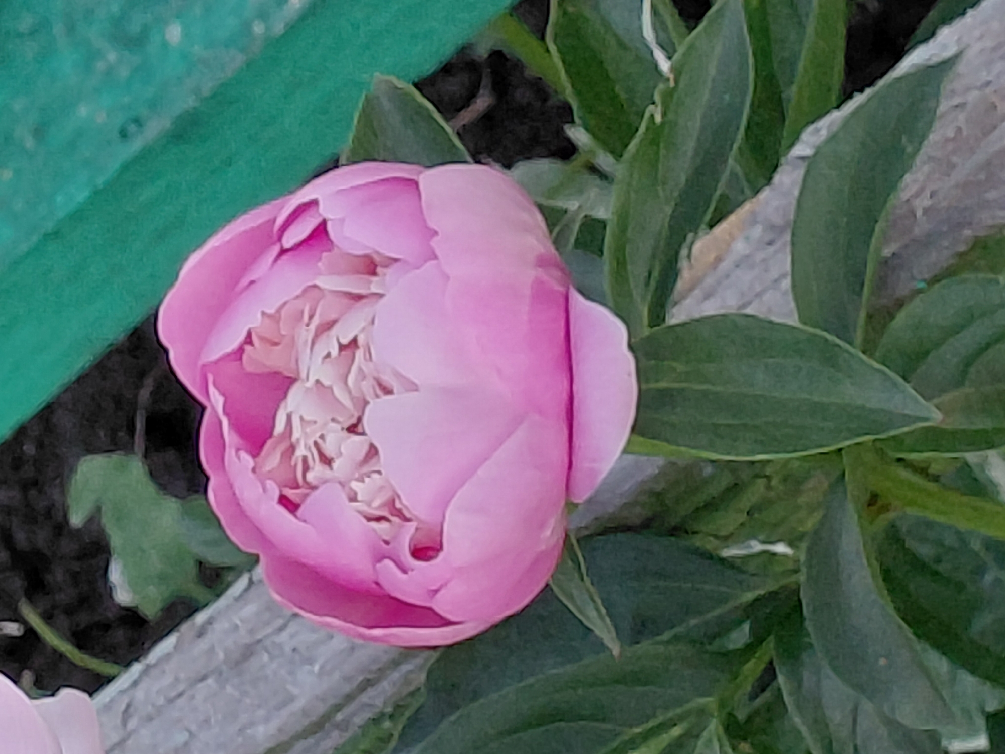 The image shows a close-up of a pink peony flower that is not fully bloomed. The flower has many delicate petals that are layered on top of each other. The petals are a soft pink color with lighter pink or white in the center. The flower is surrounded by green leaves, some of which are slightly out of focus. In the background, there is a blurry green object on the left, possibly a fence or a tarp, and a light-colored, textured surface that could be wood or stone. The setting appears to be outdoors, likely a garden. There are no people visible in the image, and no text is present. The lighting suggests it could be daytime. The scene evokes a sense of natural beauty and the quiet anticipation of a flower opening.
