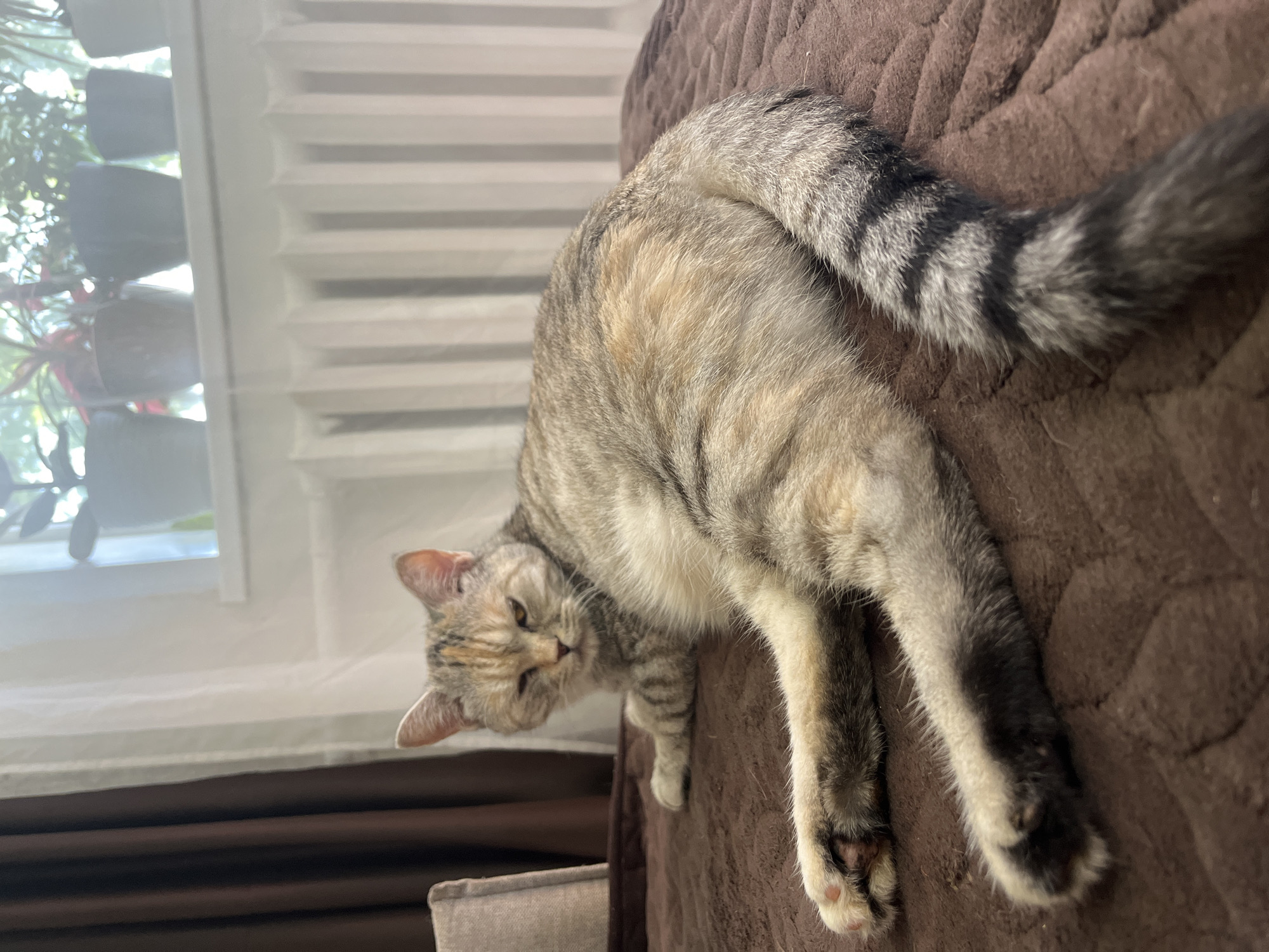 A calico cat is lying on a brown textured blanket. The cat is facing to the left of the frame, with its head turned towards the viewer. Its left eye is partially closed, and its right eye is open and looking forward. The cat's fur is a mix of black, white, and orange, with stripes on its tail. Behind the cat, there is a window with plants on the windowsill and vertical blinds. To the left of the window, there are brown curtains.