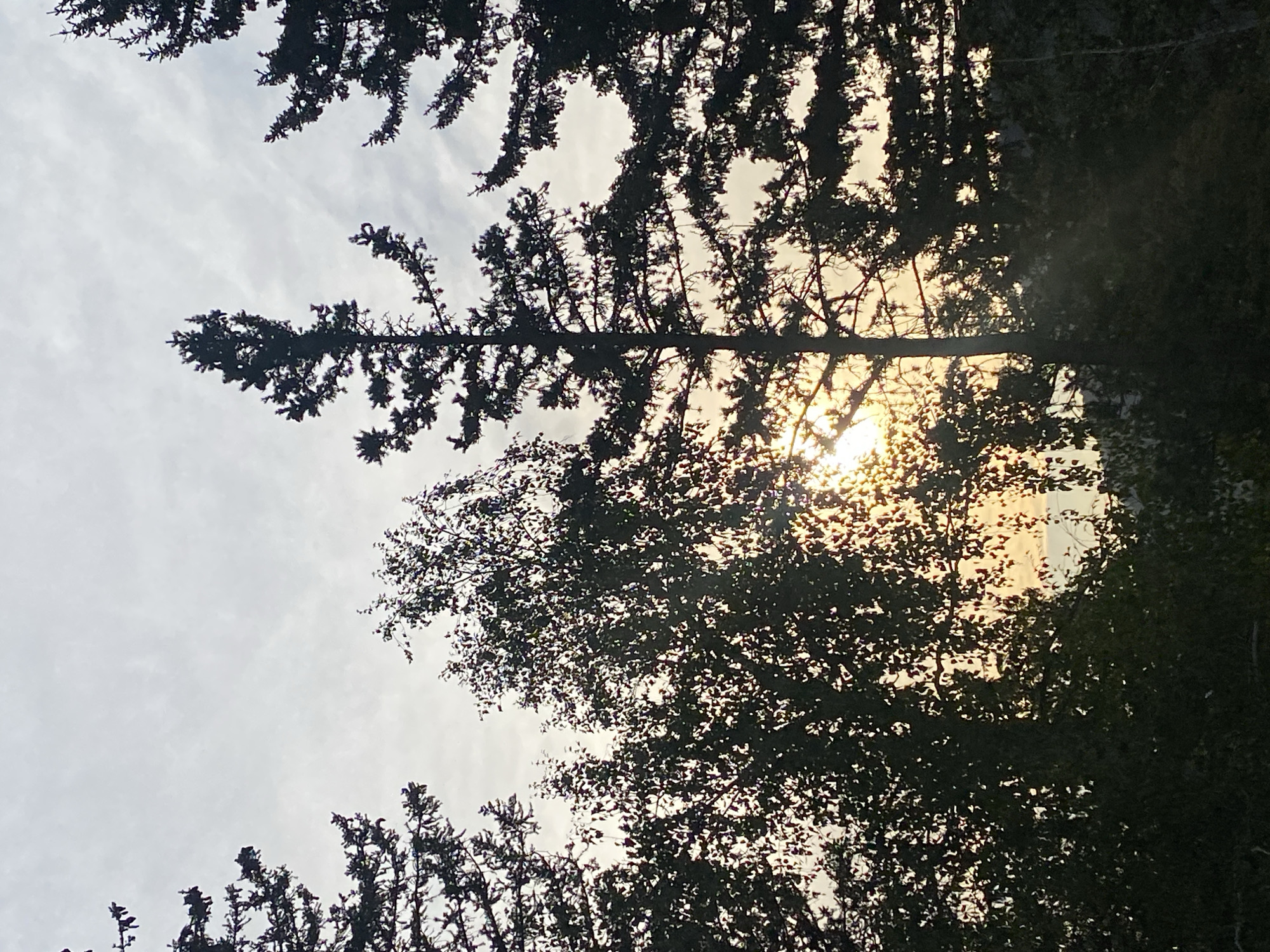 The image depicts a silhouetted view of trees against a cloudy sky, with the sun partially visible and casting light through the foliage. The scene appears to be outdoors, with a natural landscape suggested by the trees and the light indicating a sunset or sunrise. The location within Şyñğystai, Kazakhstan, cannot be determined from the visual information provided. There are no people or specific objects that would help identify a city location. The image focuses on the natural elements of trees and sky.