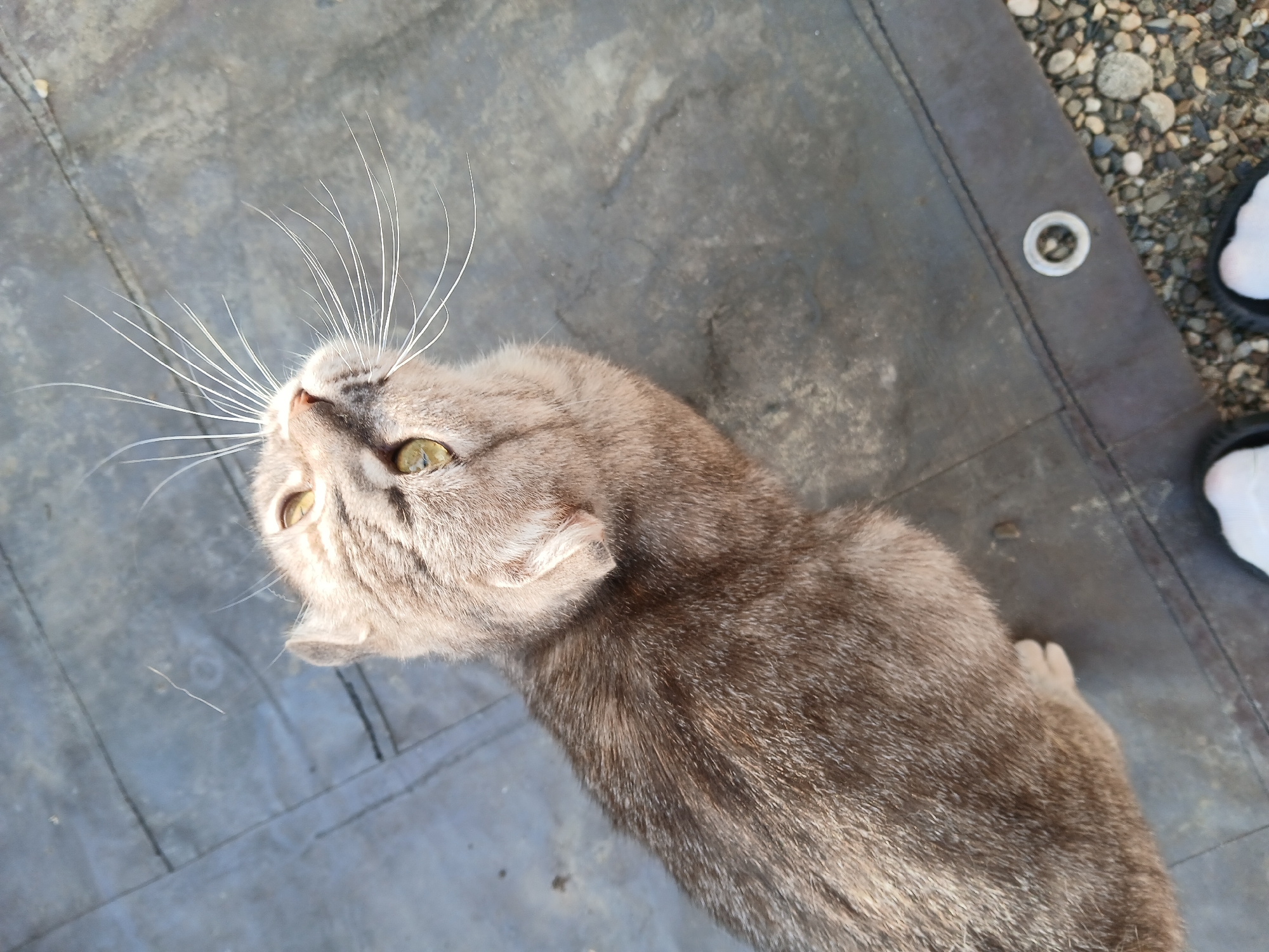 A grey tabby cat is looking upwards on a grey tarp. The cat's fur is a mix of grey and brown stripes, and it has bright green eyes. Its whiskers are long and white, fanning out from its face. The cat's body is mostly visible, with its head tilted back and its mouth slightly open.
The tarp is dark grey and appears to be outdoors, as indicated by the gravel and stones visible to the right of the tarp. There is also a metal grommet on the tarp. The lighting suggests it is daytime, with sunlight casting shadows. The overall scene is casual and appears to be in a residential or outdoor area. There are no people visible in the frame, but a white shoe and a black shoe are partially visible on the right edge of the image, suggesting someone may be nearby. The location is identified as Korenovsk, Russia.