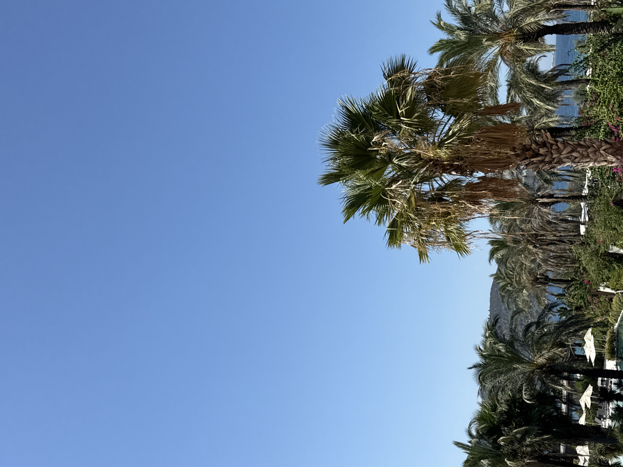 The image depicts a sunny day in Bodrum, Turkey, with a clear blue sky dominating the upper portion of the frame. In the foreground, a dense cluster of palm trees stands tall, their fronds casting shadows. The central palm tree is particularly prominent, with its textured trunk and dried fronds hanging down. Behind the palm trees, a glimpse of the deep blue sea is visible, with a distant hazy hill or mountain range forming the horizon. Scattered among the palm trees are white umbrellas, suggesting a resort or beachside setting. The overall atmosphere is serene and tropical, characteristic of a coastal resort town. There are no people or animals visible in the image.