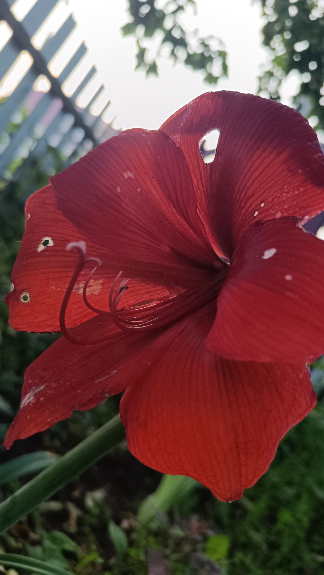 A close-up, low-angle shot captures a vibrant red amaryllis flower in bloom. The flower dominates the foreground, its large petals unfurling towards the viewer. A hole is visible in one of the upper petals, and smaller white spots are scattered across the surface of the petals. The flower's stamens, with their dark tips, curl inwards towards the center of the bloom. The stem of the flower is a thick, green stalk.
In the background, a blurred white picket fence with vertical slats is visible, suggesting an outdoor setting. Above the fence, the sky is bright, and out-of-focus green leaves from trees are scattered across the upper portion of the image. The lower background consists of a blurry green and brown ground cover, indicative of soil and vegetation. The overall lighting suggests it is daytime, with sunlight filtering through the foliage and creating bright highlights. The scene appears to be located in a garden or yard. The image does not contain any people or visible signs of human activity beyond the presence of the fence and the cultivated flower.