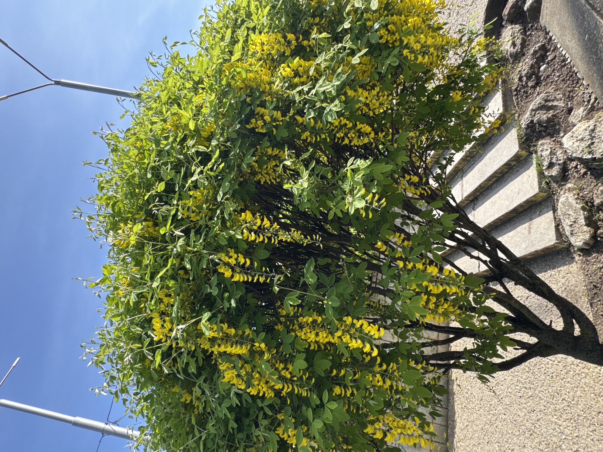A ground-level shot shows a golden chain tree (Laburnum anagyroides) in full bloom against a blue sky. The tree is characterized by its drooping racemes of bright yellow flowers and green foliage. To the left of the tree, a metal utility pole is partially visible against the sky. To the right, a stone staircase and a textured stone wall are present. While the exact location within the city of Dobrich is not explicitly identifiable from the visual information, the image presents a common urban scene with greenery integrated into the built environment.