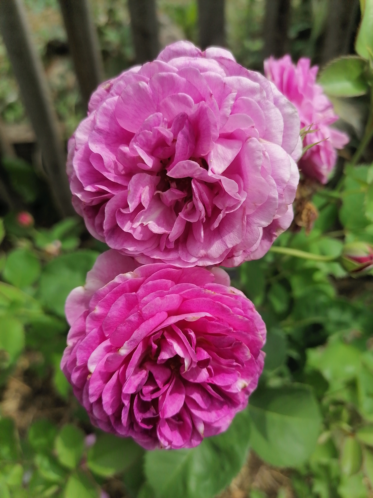 Two bright pink roses are the main subjects of this close-up, outdoor shot. The rose in the foreground is fully bloomed, showcasing its intricate layers of petals, while the rose in the background is slightly out of focus but still clearly visible. The roses are surrounded by lush green foliage. In the background, blurred vertical wooden posts can be seen, suggesting a fence or garden structure. A single rosebud, also pink, is visible on the right side of the image. The lighting suggests it is daytime, likely outdoors in a garden setting within Lobkovo, Russia, given the context.