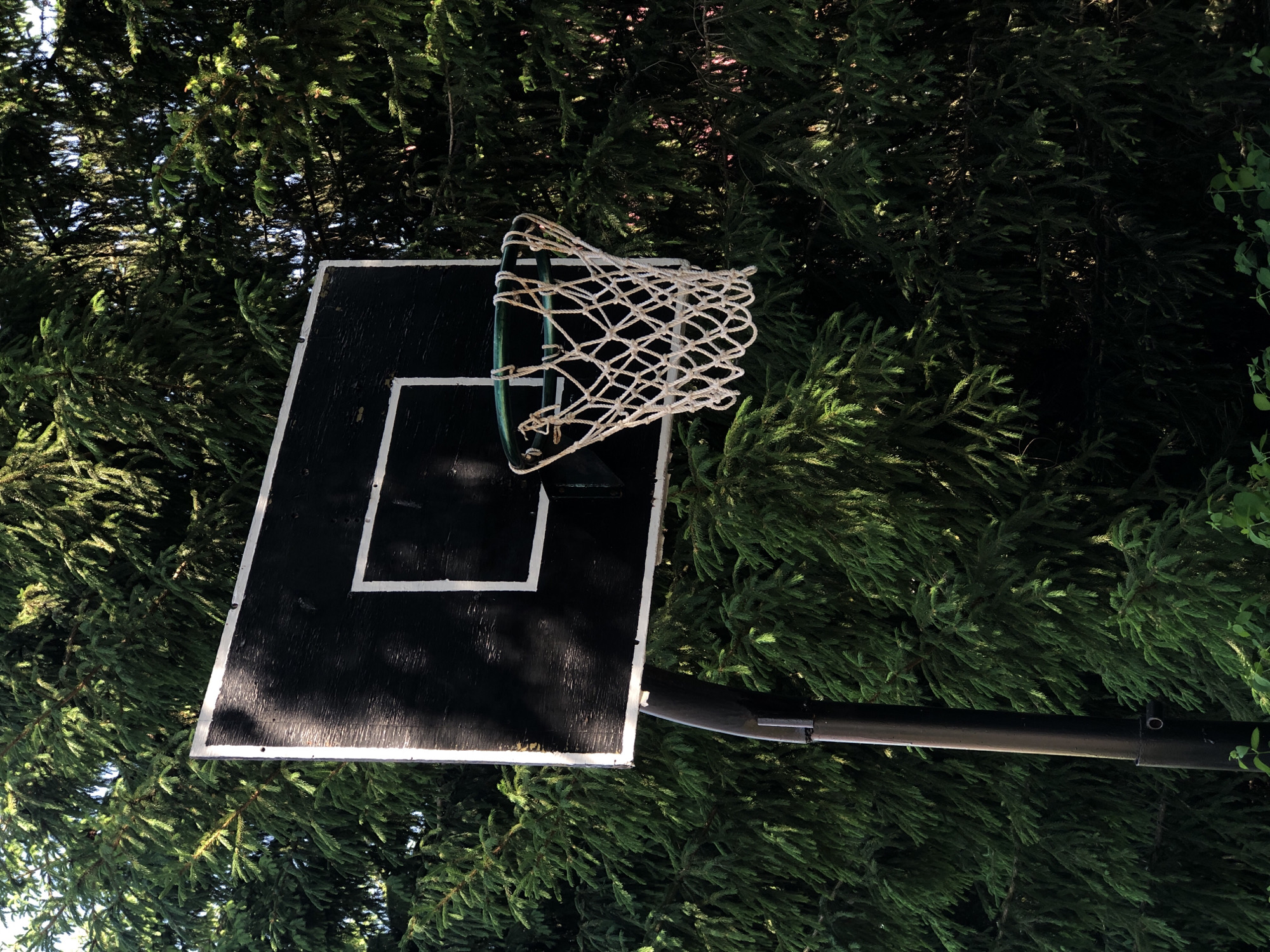 The image depicts a basketball hoop and backboard against a backdrop of dense green foliage. The backboard is black with a white-outlined square. The net is white. The pole supporting the hoop is black. The scene is outdoors, likely in a residential or recreational area. The foliage suggests the environment is heavily vegetated, possibly near trees or bushes. There are no people visible. There is no evidence to indicate it is in Noviy, Russia.