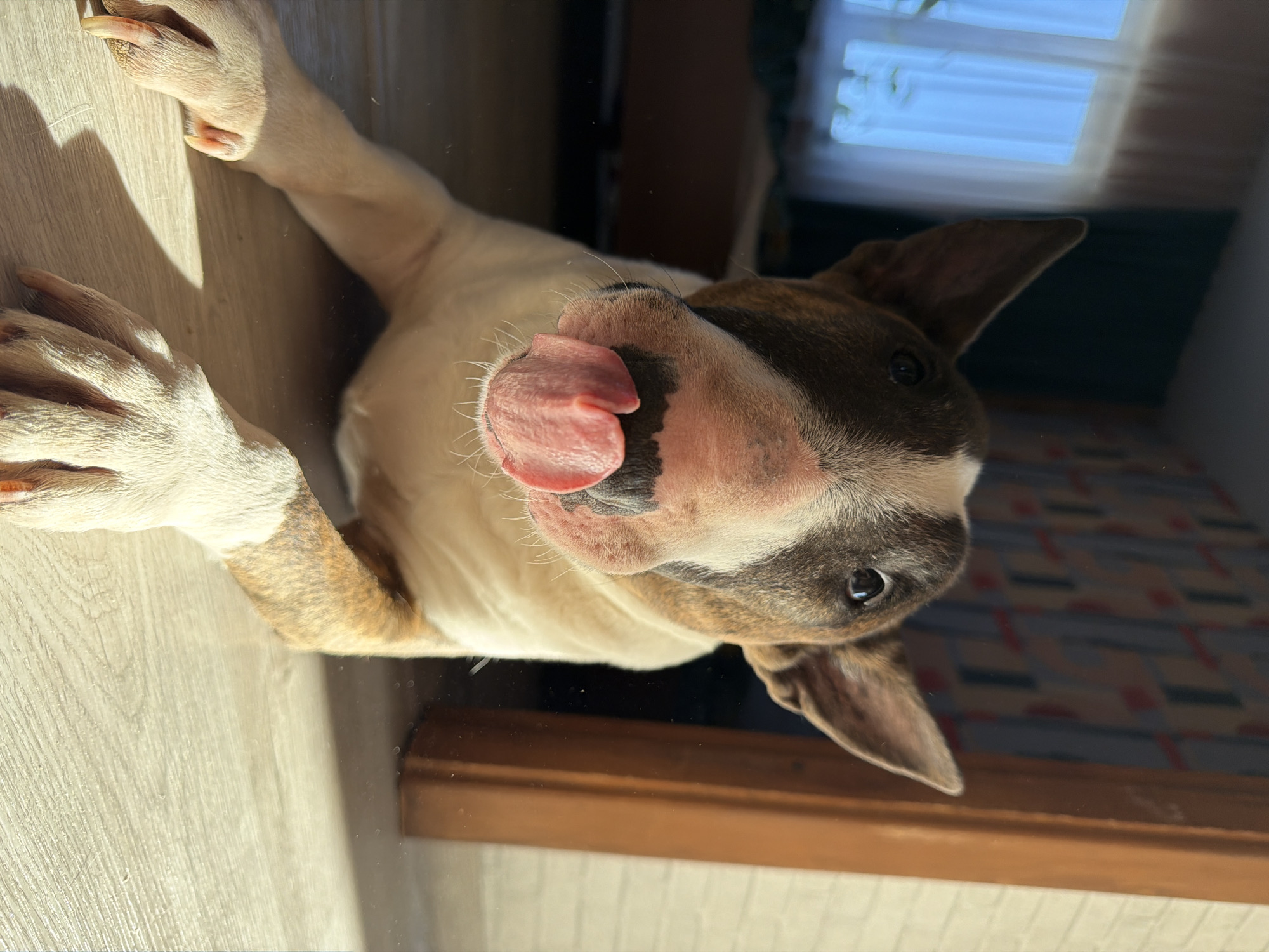 A tan and white Bull Terrier dog is shown from underneath a glass surface. The dog is looking up, its tongue is sticking out. The dog's paws are visible on the top left of the image. Light wood flooring and a blurred window are visible in the background. The image appears to be taken in Chaikovsky, Russia.