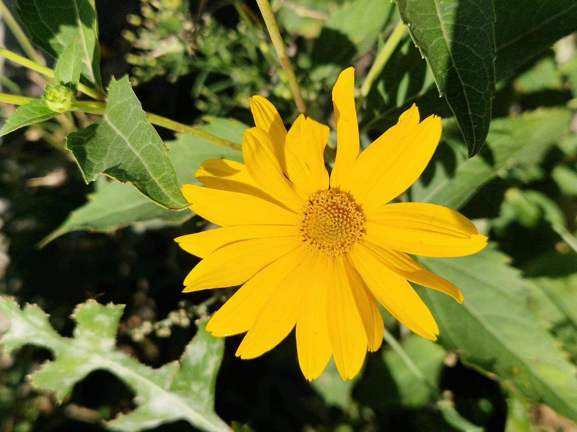 A bright yellow daisy-like flower is in full bloom, taking center stage in the image. The flower's petals radiate outwards from a textured, golden-brown center. Surrounding the flower are lush green leaves, some broad and veined, others more delicate. The background is a blur of green foliage and dark shadows, suggesting an outdoor setting, likely a garden or natural area. The lighting is natural and appears to be daylight, casting soft shadows and highlighting the vibrant colors of the flower and leaves. There are no people visible in the image. The image is a close-up shot, focusing on the detail and beauty of the single flower.