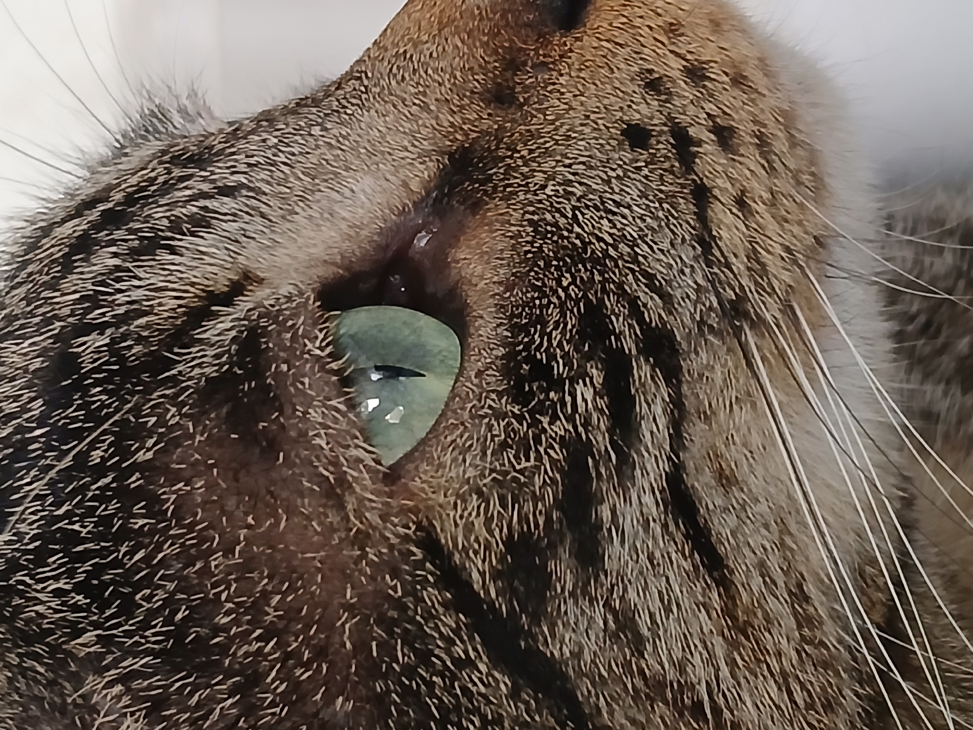 Close-up shot of a cat's face with the focus on its green eye. The cat has brown and black striped fur. The eye is partially closed. Location information is not present in the image.