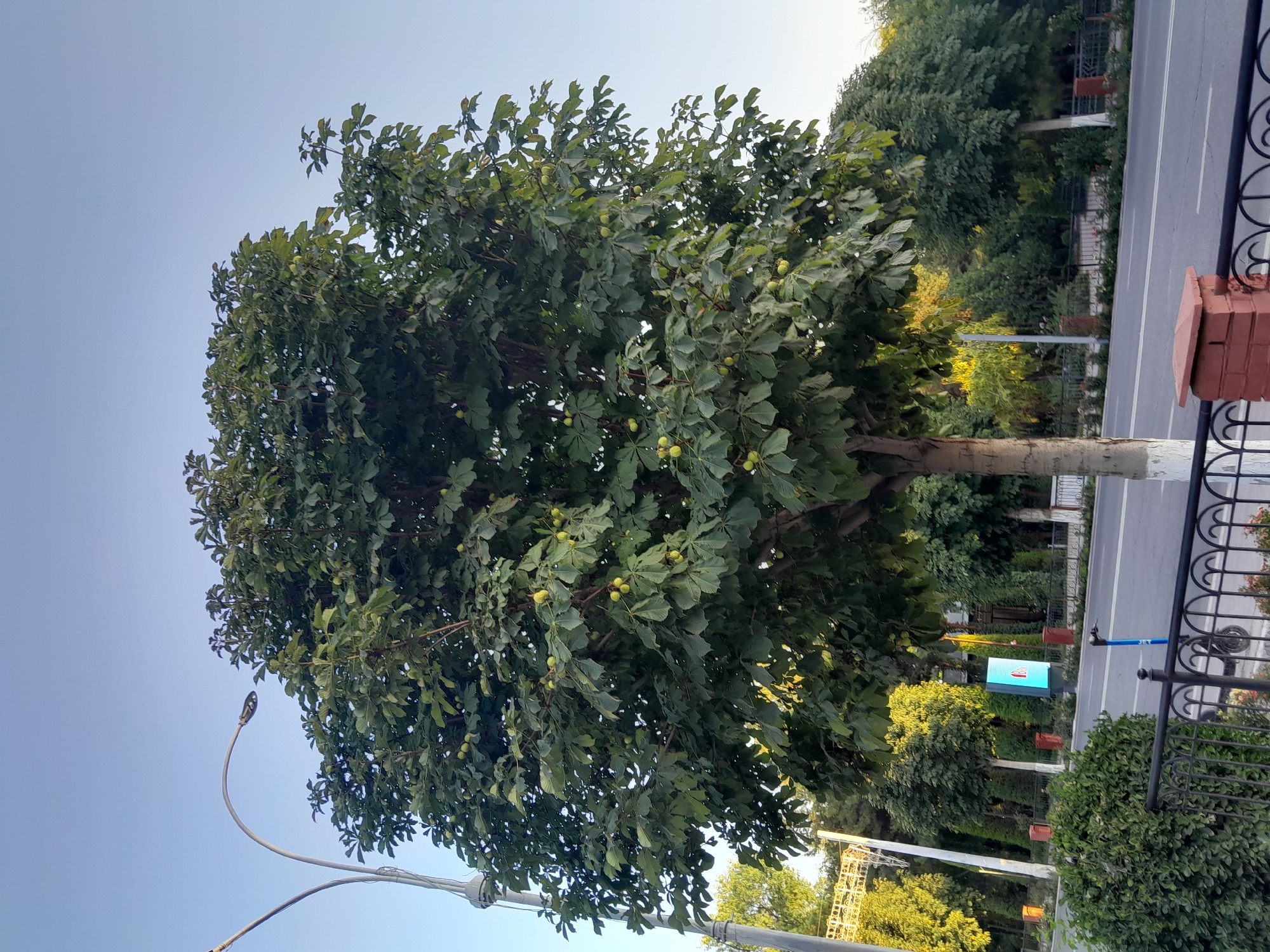 The image depicts a street scene in Fergana City, Uzbekistan. In the foreground, a lush green tree with visible horse chestnuts is the central subject. The tree stands tall next to a paved road with white lane markings. A black metal fence with decorative elements runs along the side of the road, separating it from a manicured green bush. Beyond the road, several other trees and foliage are visible, with some buildings and streetlights in the background. The sky is clear and blue, suggesting daylight. The scene appears to be a quiet urban area with a focus on natural elements.