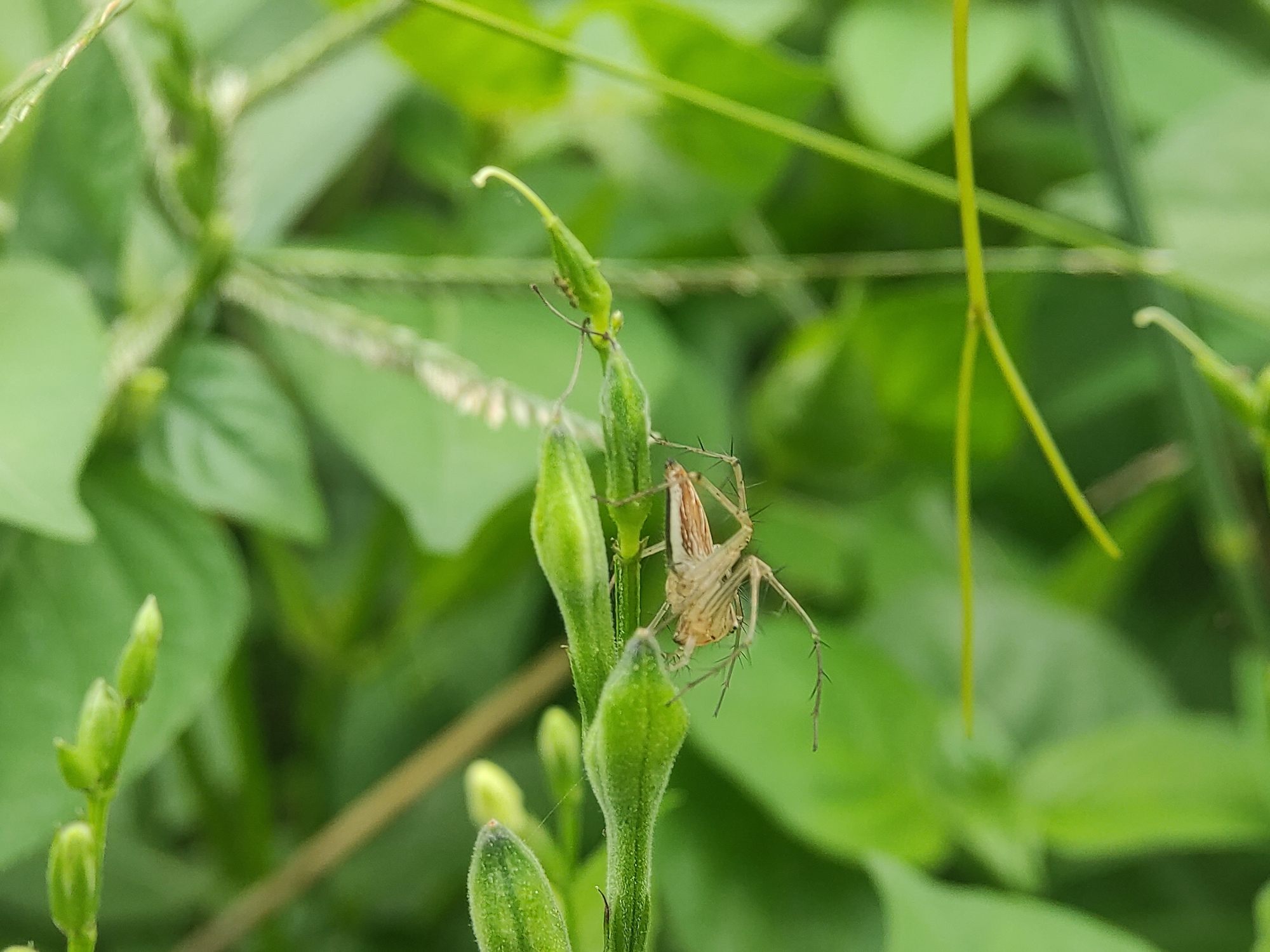The image shows a spider on a plant with green leaves and flower buds. The spider is light brown with stripes on its abdomen and long, spiky legs. It is positioned on a stem of the plant, near some unopened flower buds. There is another smaller insect on the plant. The background consists of lush green foliage. The location is Lhokseumawe, Indonesia.