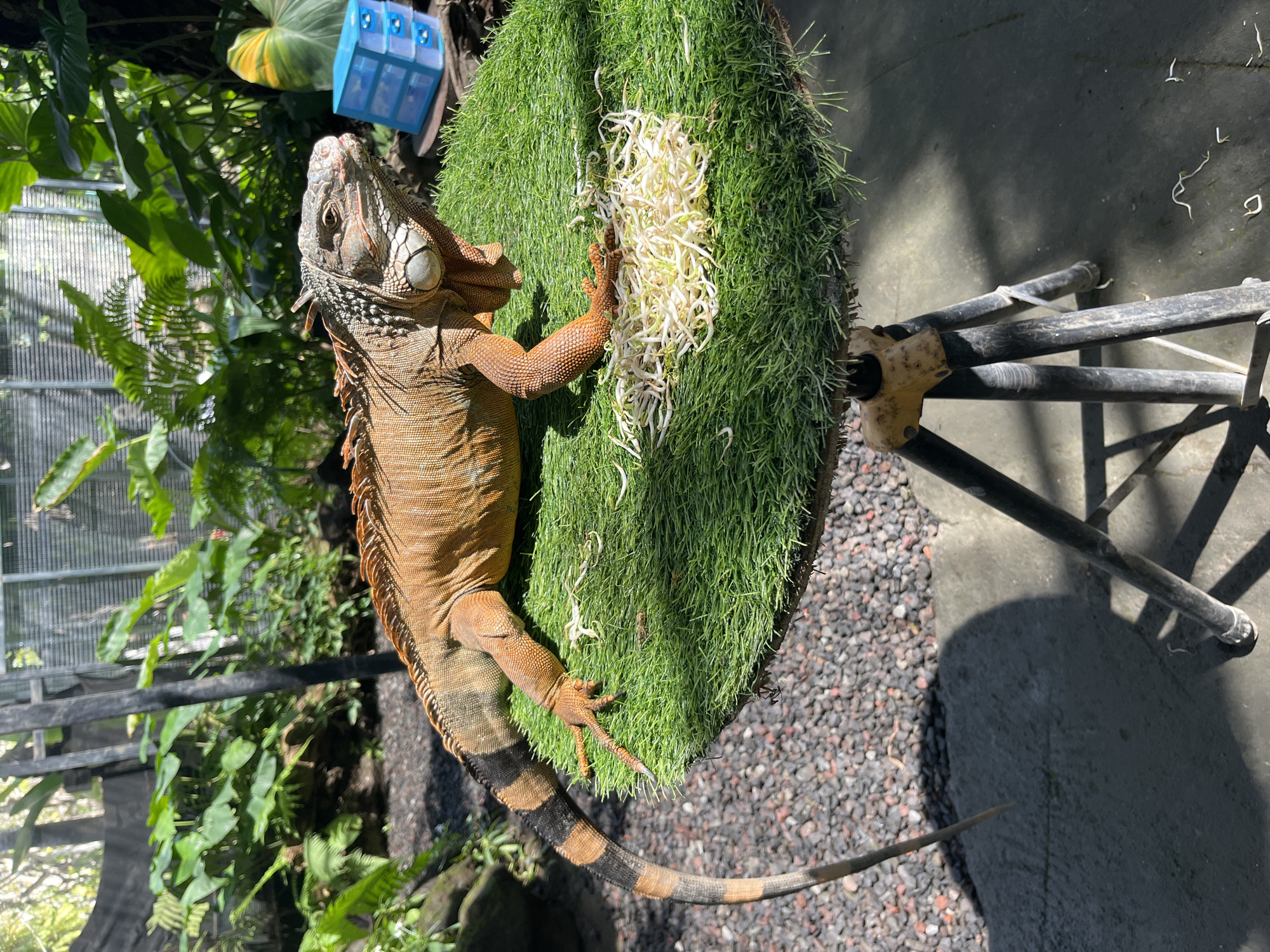 An orange iguana with black bands on its tail is perched on a circular artificial turf-covered surface. The iguana is facing right, with its head turned to look towards the right side of the frame. A pile of bean sprouts is in front of the iguana on the turf. The surface is supported by a black tripod stand with yellow accents. The background consists of lush green foliage, including large leaves and ferns, and what appears to be a wire enclosure or fence. In the upper right corner of the frame, a small, blue plastic container with three drawers is visible. The ground around the display is covered with dark gravel and concrete. Sunlight casts shadows from the tripod and foliage onto the ground. The location is the Bali Reptile Park in Denpasar, Indonesia.