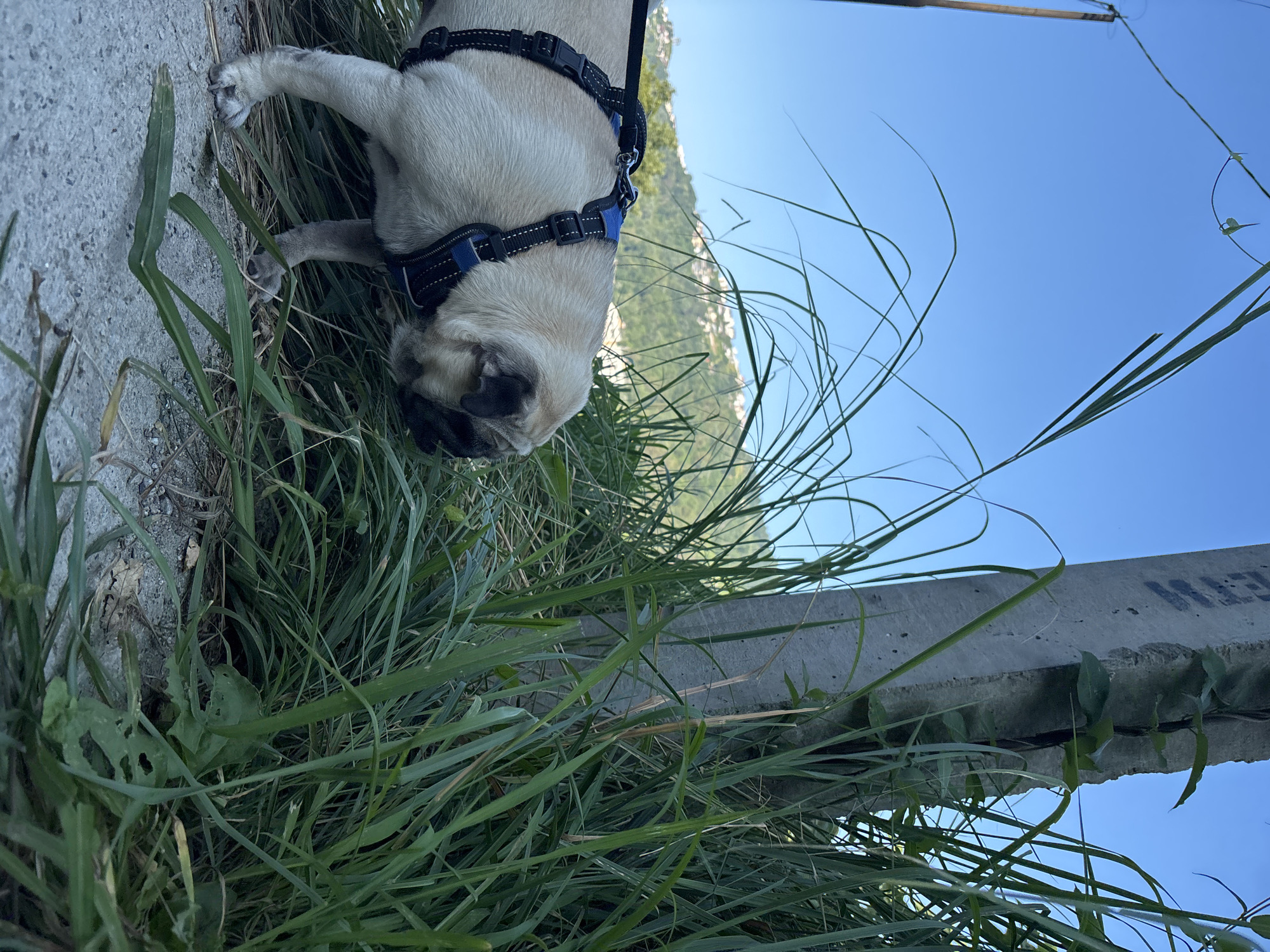 A fawn-colored pug wearing a blue and black harness sniffs at lush green grass next to a gray concrete pole on a sunny day in Sochi, Russia. The pug is positioned on the left side of the image, facing the right, with its head down. In the background, a green hillside dotted with buildings is visible under a clear blue sky. Tall grasses and weeds grow around the pole, obscuring the lower part of it. The ground appears to be a paved surface with some gravel.
