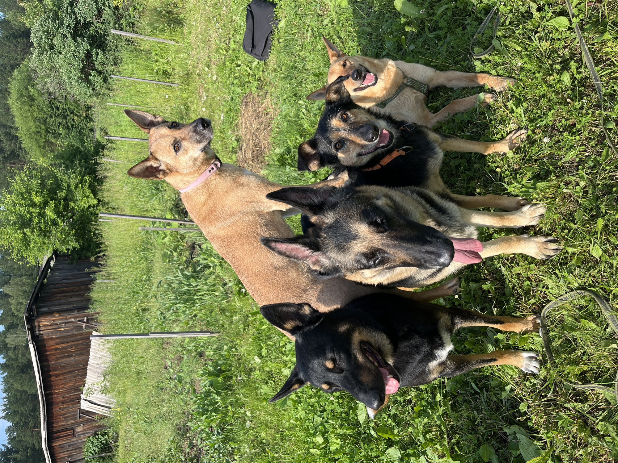 Five dogs are posed in a grassy outdoor setting, likely a rural or semi-rural area. The dogs, of varying breeds and sizes, are positioned in the foreground. One larger, tan-colored dog stands behind the others, looking to the right. In front of it, four dogs are clustered together. Two are predominantly black and tan, one appears to be a German Shepherd mix, and the smallest is a lighter tan. They are all looking towards the camera, some with their tongues out, indicating they are panting or happy.
The background consists of tall, green grass and vegetation. Behind the dogs, there are several thin, vertical wooden posts, possibly part of a fence or support structure. Further in the background, a weathered, dark wooden building with a sloping roof is visible. The building appears old and rustic. Above the building and to the right, there are dense green trees, suggesting a wooded area. The sky is bright and clear, indicating a sunny day. A black bag is visible on the grass to the right of the dogs.
The location is described as a rural area in the city of Nizhny Tagil, Russia. This context suggests the scene is at a dacha (Russian summer house) or a similar rural property outside the main urban area of Nizhny Tagil.