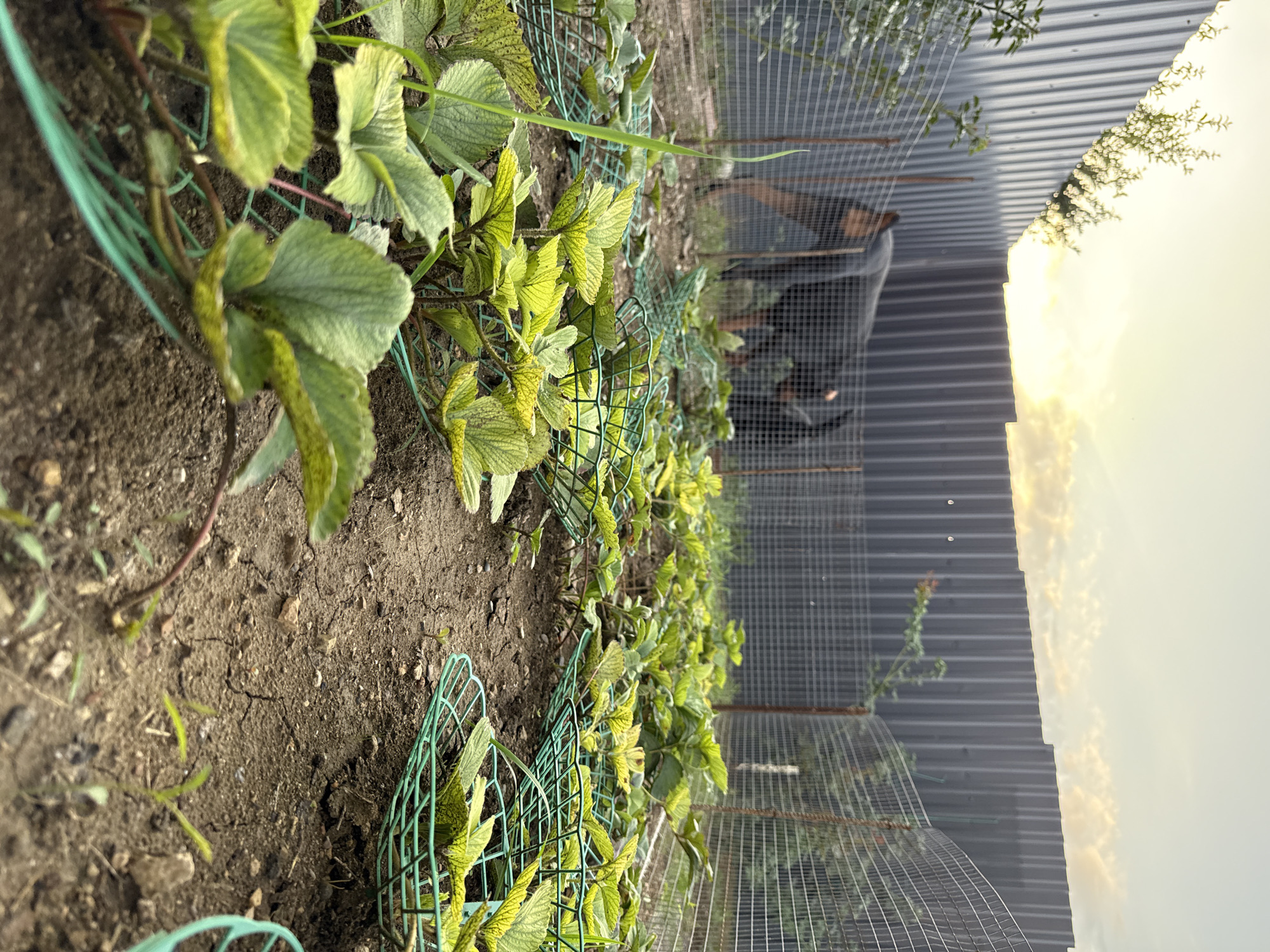 In Krtsanisi, Georgia, a low-angle, ground-level shot captures a garden area in the late afternoon or early evening. The foreground is dominated by rows of young strawberry plants, each surrounded by a small green wire cage, some with visible soil and dry cracks. A single blade of green grass stands tall in the left foreground. In the middle ground, two figures, appearing to be a person and a dog, are visible within a fenced enclosure. The person, a dark-skinned individual wearing dark clothing, is bent over, possibly tending to the garden. The dog, also dark-colored, is near the person. The enclosure is defined by wire mesh fencing and a tall, corrugated metal fence that forms the backdrop, running along the perimeter of the property. The sky above is a pale yellow-orange, with scattered clouds, suggesting either sunrise or sunset.
