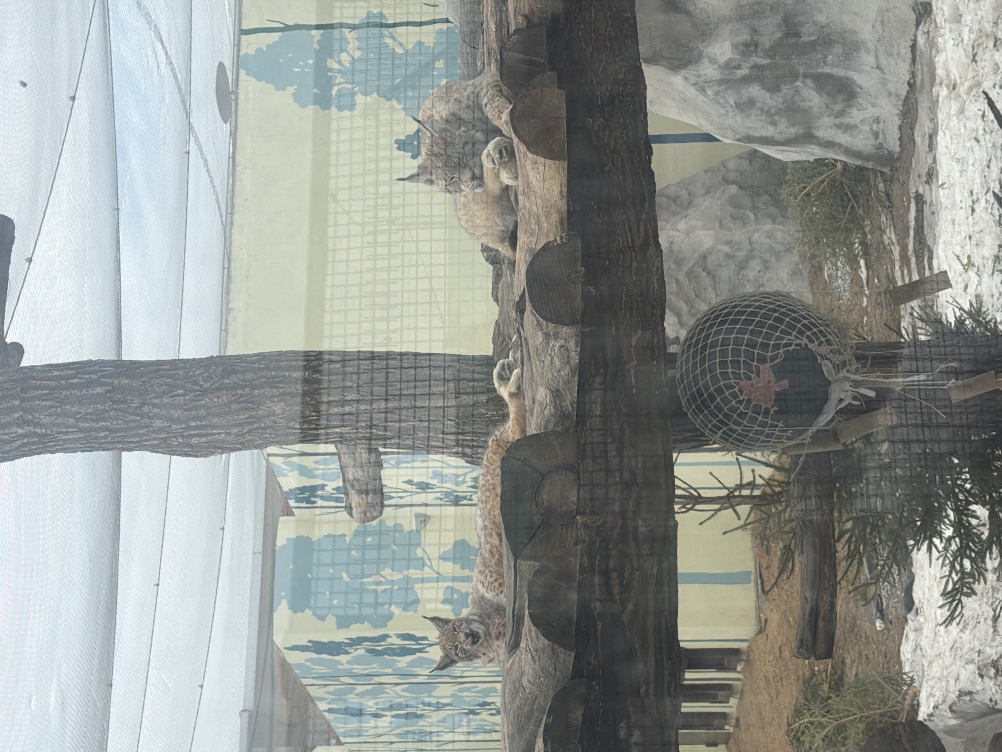 The image depicts two lynx in an enclosure. The lynx are situated on a constructed tree structure made of logs and wooden platforms. Behind the lynx is a backdrop featuring a painted blue and white scene of trees. A black mesh ball with red accent dangles from the top right. The enclosure is likely located at the Perm Zoo in Perm, Russia. The lighting is bright and appears natural.