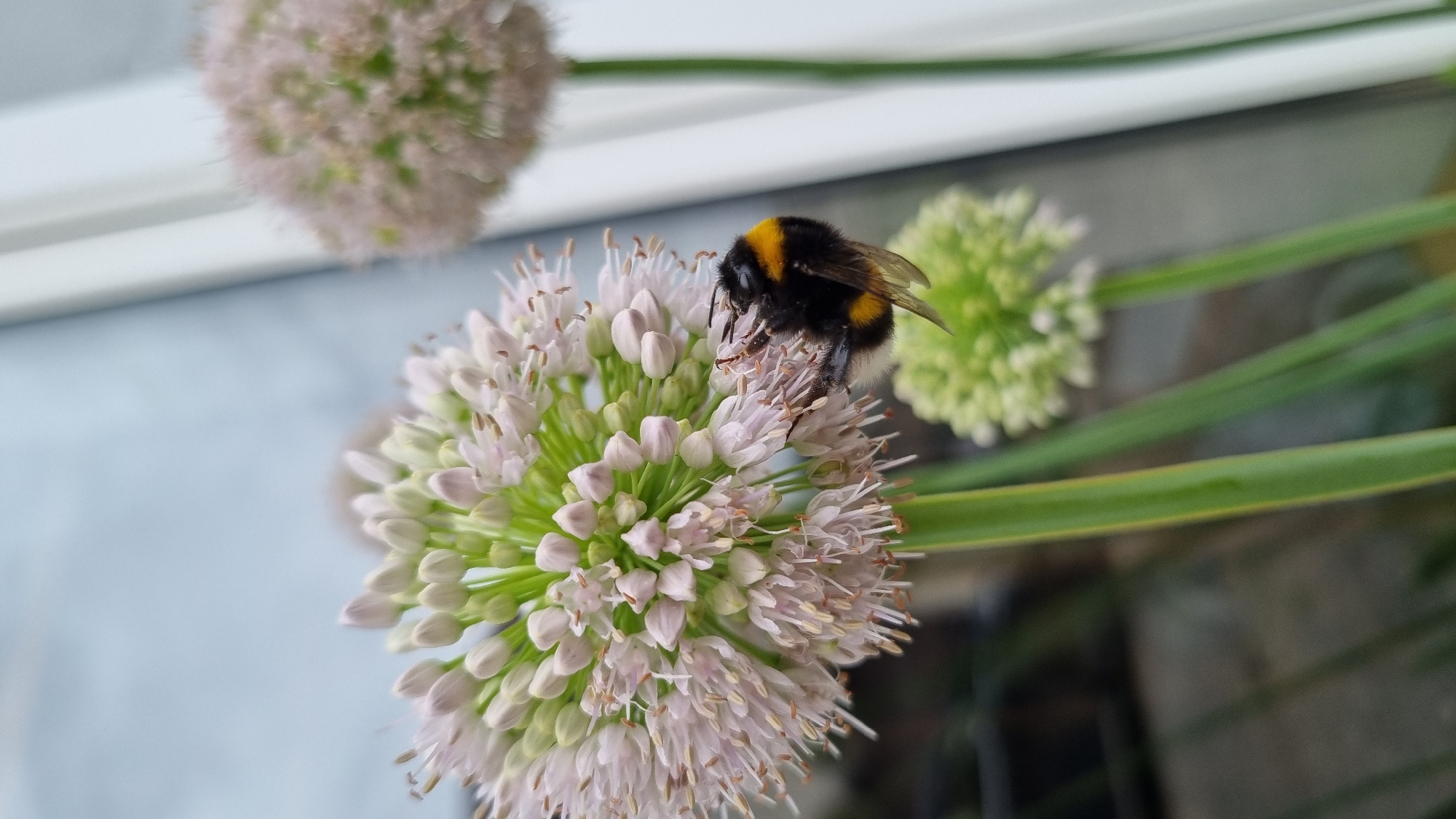 In this close-up, shallow-depth-of-field image, a bumblebee is prominently featured as the central subject. The bumblebee, with its distinctive black and yellow fuzzy body, is positioned on top of a white and light pink spherical flower. The flower, which appears to be an Allium variety, is in full bloom, showcasing numerous small florets. The bee is actively engaged with the flower, likely collecting nectar or pollen.
In the background, out of focus, other similar spherical flowers can be seen, one in a lighter pink hue and another in a pale green. Long, green leaves or stalks of another plant are also visible, extending diagonally across the frame. The setting appears to be outdoors, possibly a garden or natural environment, with a light, diffused illumination suggesting daytime, though the specific time of day is not discernible. The overall mood is one of nature's activity, with the focus on the delicate interaction between the insect and the flora. No text is visible in the image. The provided location context is Pokrov, Russia.