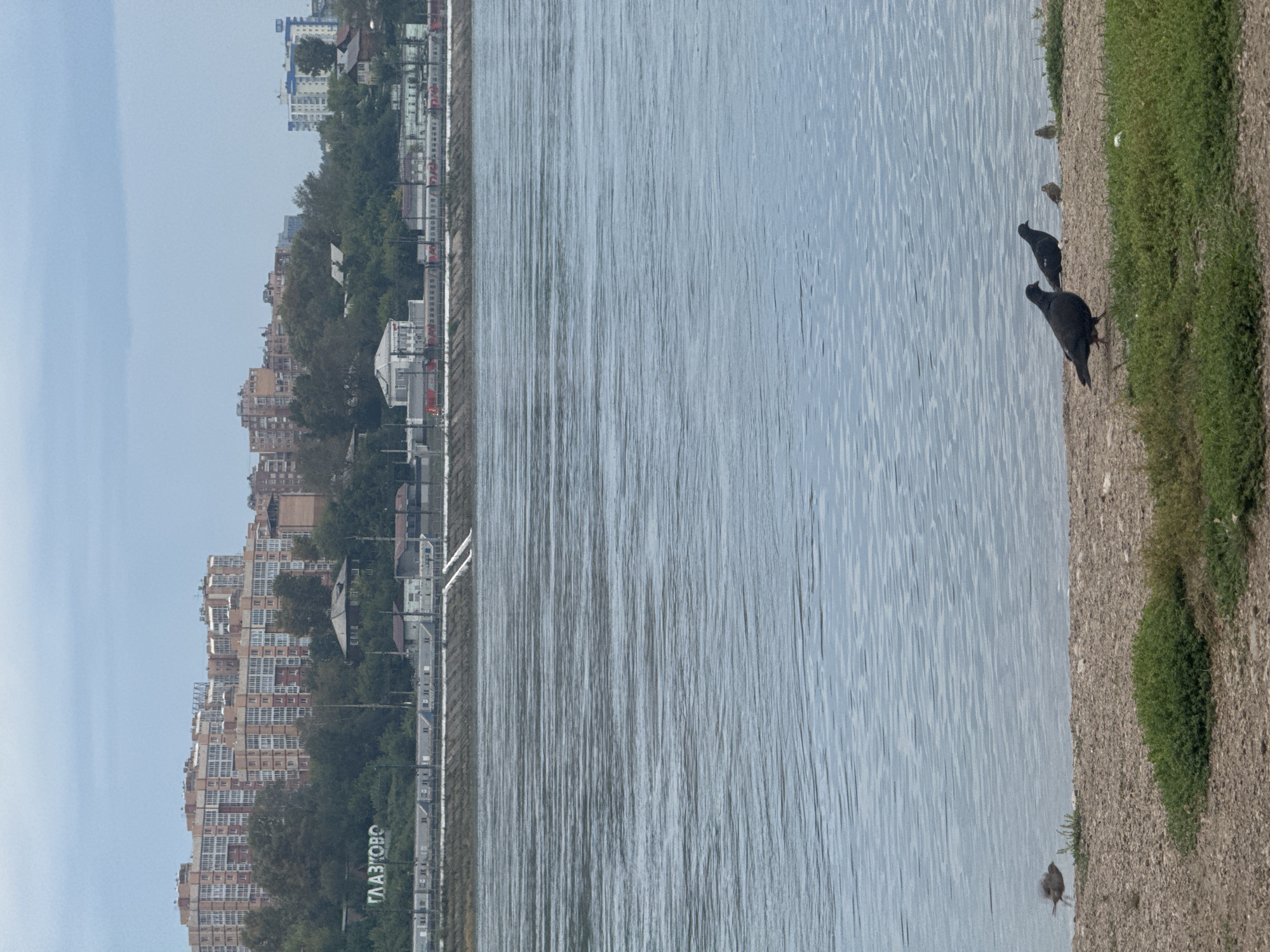 The image shows a wide river in the foreground with a shore dotted with birds in the middle ground. The shore is a mix of gravel and patchy green grass. Several pigeons are visible on the shore, some standing and some walking. A small bird is in mid-flight near the left edge of the shore.
In the background, across the river, a city skyline is visible. There is a train track running along the riverbank, with a train visible on it. Buildings of varying heights and architectural styles are spread across the hillside behind the train tracks, interspersed with trees. A prominent sign with white Cyrillic letters reading "ГЛАЗКОВО" (GLAZKOVO) is visible on the embankment. This sign indicates the location is the Glazkovo district in Irkutsk, Russia. The sky is overcast, with muted colors dominating the scene.