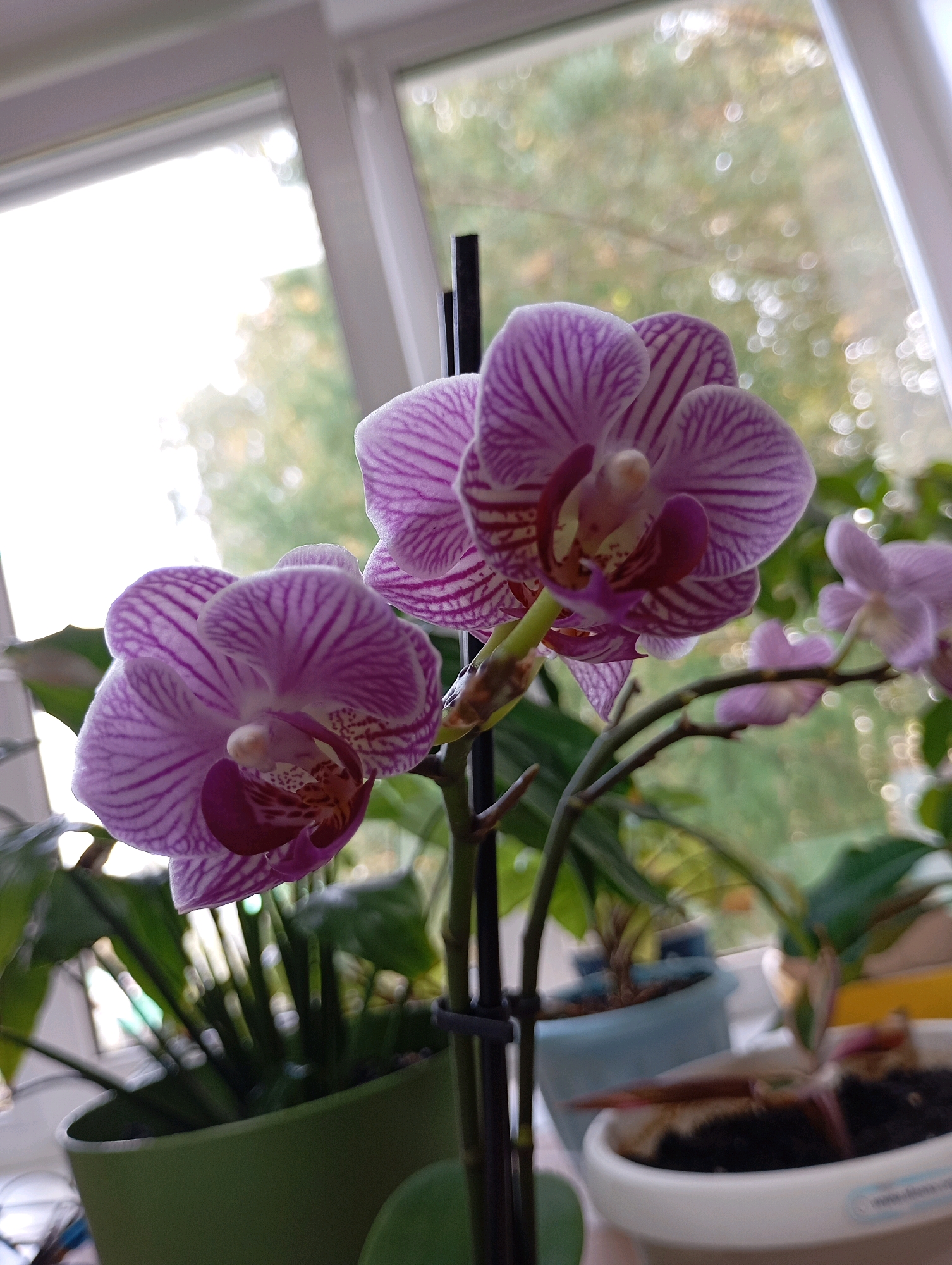In the city of Chaikovsky, Russia, a close-up shot captures a cluster of vibrant pink and white striped orchids, with their delicate petals unfurling towards a window. The orchids are the focal point, with a shallow depth of field rendering the background softly blurred. Behind the flowers, a window offers a glimpse of greenery, suggesting an outdoor environment possibly with trees. The light filtering through the window illuminates the scene, creating a soft and natural ambiance. The orchids are arranged in a pot, with other plants visible in the background, implying a domestic setting, such as a windowsill or a balcony.