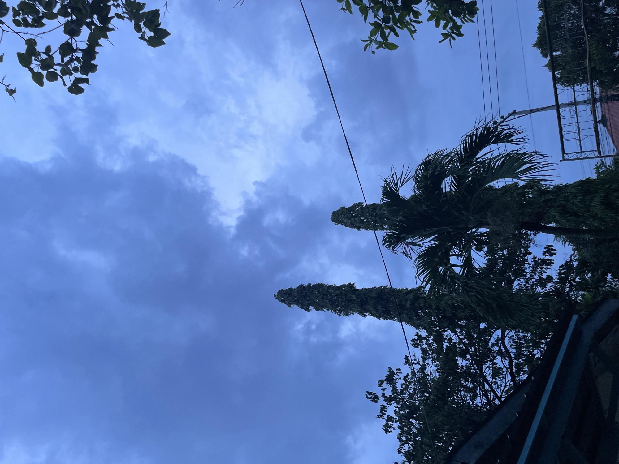 The image shows an outdoor scene with a dark, cloudy sky. In the foreground, the roof of a building with blue trim is visible on the left. Two tall, slender trees stand prominently in the center, one of which appears to be a palm tree. There are also other trees and foliage visible. A power line stretches across the frame. In the lower right portion of the image, a rusted metal gate with lettering that appears to read "JUY LICHY" is partially visible, suggesting a location within Davao City, Philippines, possibly near a school or community area. The lighting indicates it is likely late afternoon or evening, with an overcast sky. No people are present in the image.