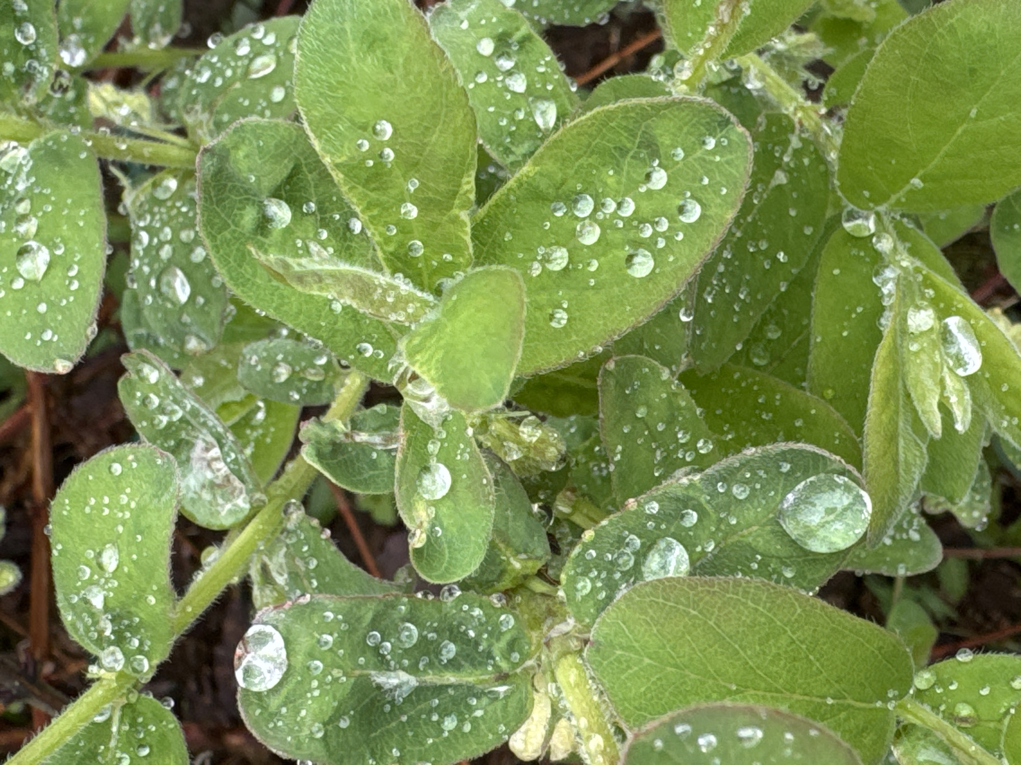The image shows a close-up of a plant with green leaves covered in water droplets. The leaves are rounded and have slightly fuzzy edges. The water droplets vary in size, reflecting light and creating a sparkling effect. The plant appears to be outdoors, possibly in a garden or natural environment. There are no people, subjects, actions, interactions, or specific objects present other than the plant and water droplets. There is no location information provided for the city of Steklyannyi, Russia.