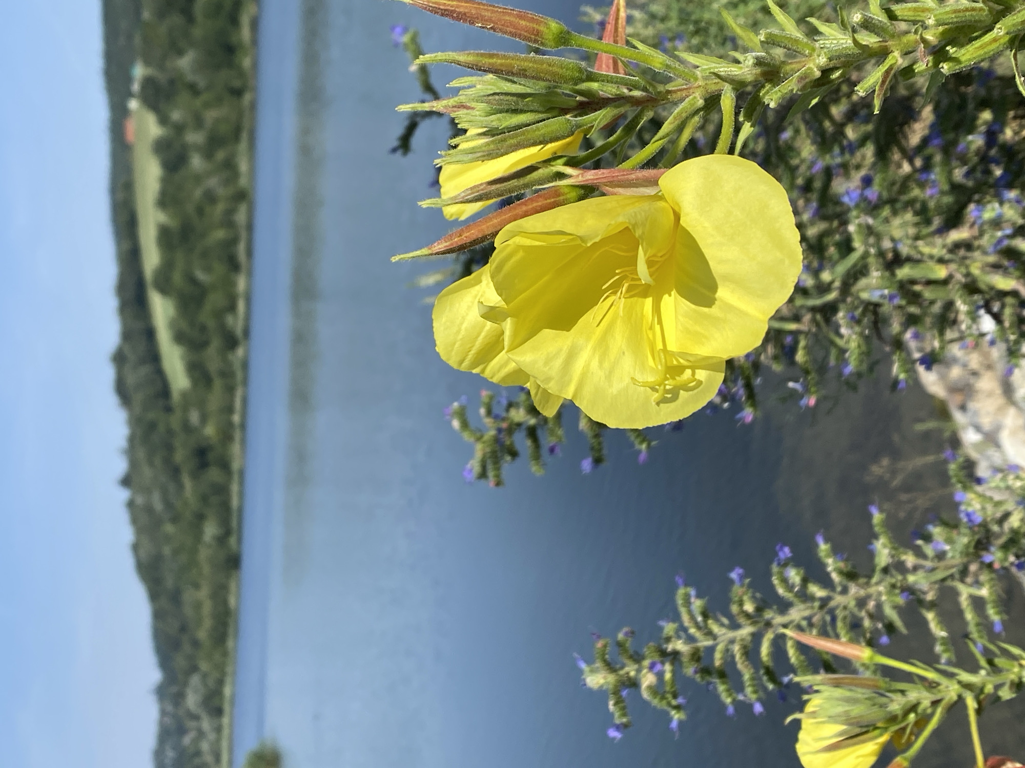 The image depicts a close-up view of a yellow evening primrose flower in the foreground, with a body of water and a tree-lined hill in the background. The flower, with its delicate yellow petals, is in sharp focus, while the water and the distant landscape are slightly blurred. The water appears to be a lake or a wide river, reflecting the clear blue sky. The hill behind the water is covered with dense green trees, and a small, red-roofed structure is visible on its slope. Several smaller plants with tiny purple flowers are scattered around the base of the evening primrose. The overall scene suggests a tranquil natural setting. This photograph was taken in the city of Purkersdorf, Austria, likely near the surrounding natural landscapes.