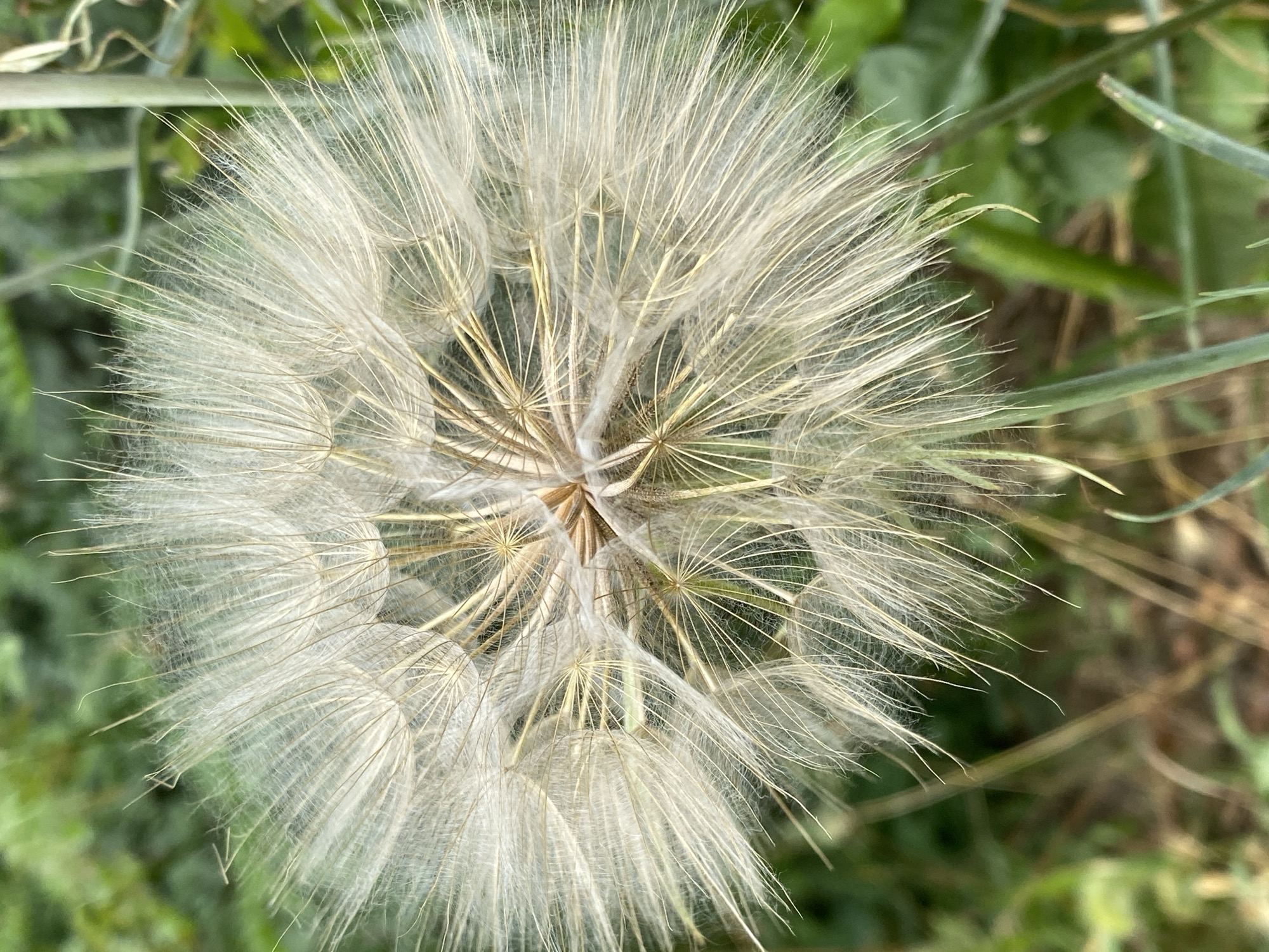 This is a close-up, eye-level, vertical, outdoor photograph of a dandelion seed head. The seed head is predominantly light beige and white, with delicate feathery seed parachutes radiating outwards from a central, tan core. The background is softly blurred, depicting green foliage and some brown dried grasses, suggesting a natural environment. The focus is sharp on the intricate details of the dandelion, highlighting the fine textures of the seeds and their supporting filaments. The lighting appears to be natural daylight, casting a soft glow. There are no people or animals visible in the image. The scene is static and peaceful. The location is specified as Kushchovskaya, Russia.