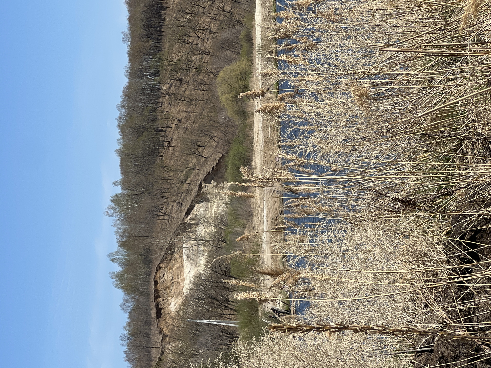 The image presents a landscape with a stark division of natural elements under a clear blue sky. On the left side, a rugged cliff face extends downwards, transitioning into a wooded area with bare trees and sparse green vegetation, indicating early spring or late autumn. A body of water, possibly a river or lake, runs along the base of the cliff and is partially obscured by dense, dried reeds and grasses in the foreground on the right. No people are visible in the frame.
