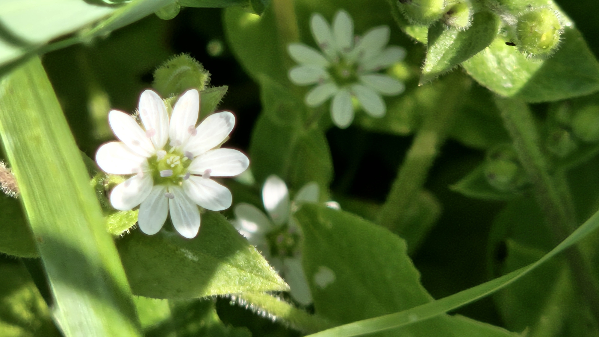 The image shows a close-up view of several small white flowers with green centers, surrounded by lush green foliage and blades of grass. The lighting suggests an outdoor scene, possibly in a natural or garden setting. The focus is on the delicate petals and reproductive parts of the flowers, with some parts of the image appearing slightly blurred, indicating a shallow depth of field. The presence of dew drops or water droplets on some of the leaves and flower buds is also visible, suggesting a recent watering or morning dew. The overall impression is one of natural beauty and botanical detail. This scene is located in Kapūņi, Latvia.