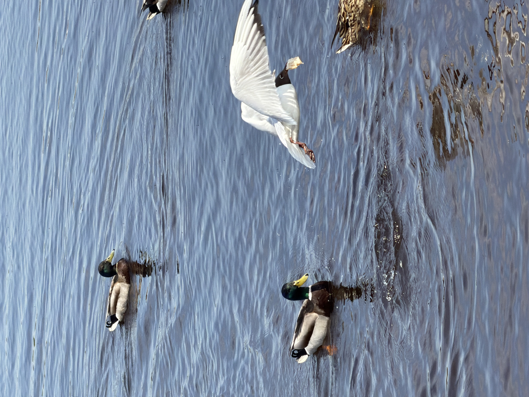 A wide, vertical shot shows four birds, presumably waterfowl, in a body of water with gentle ripples. Two appear to be mallard ducks diving headfirst, their tails and legs visible above the surface. Above and between them, a gull with white wings and a black hood descends towards the water, possibly to capture food. A fourth bird is partially visible at the top right edge. The body of water reflects light, creating a silvery sheen, and there are no visible human subjects or structures indicating location or interaction. The image orientation appears to be rotated, making it unclear if the ducks are diving or floating on their tails. No information on Tokkari, Russia is discernable from the image.