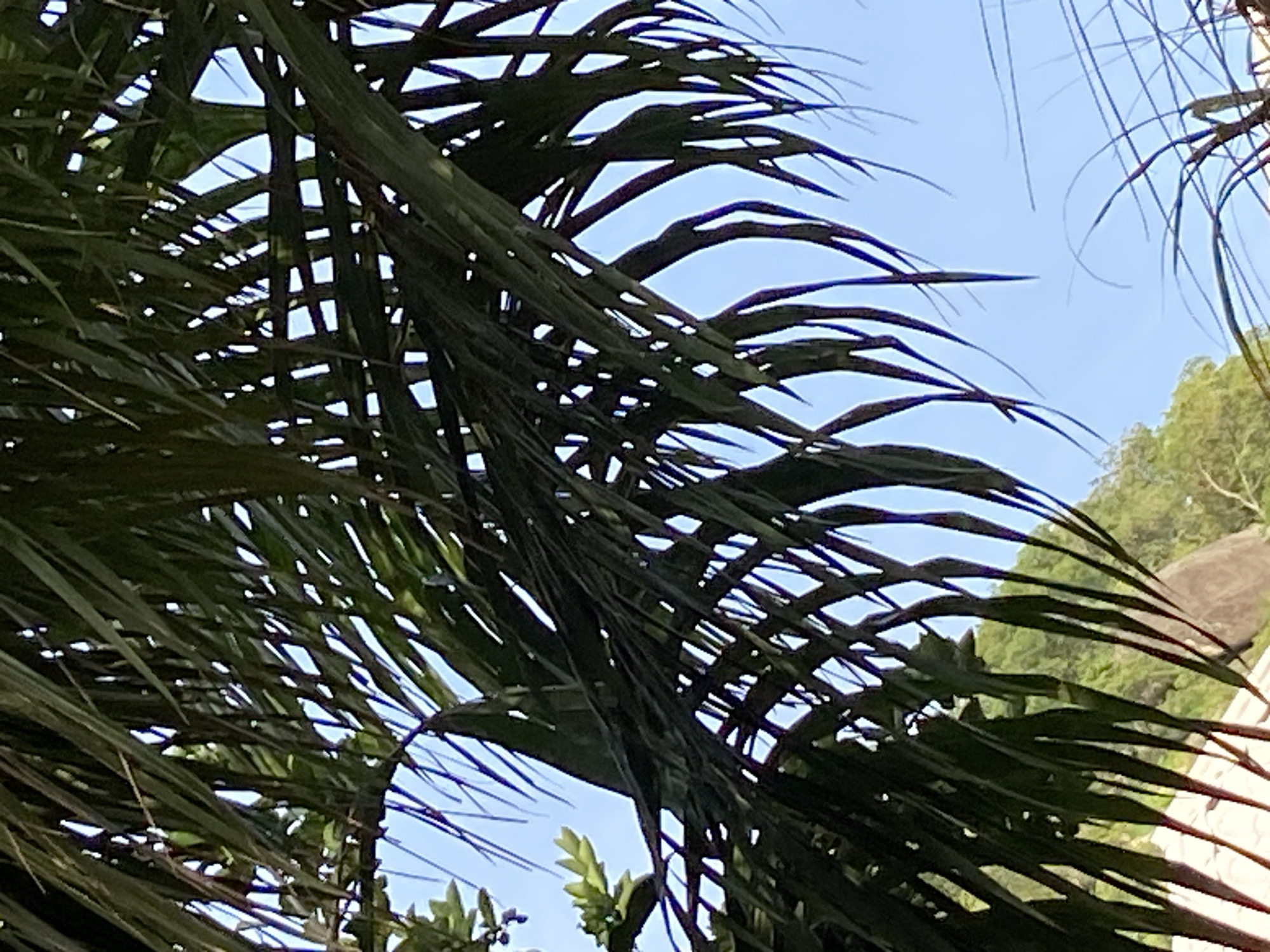 The image presents an upward view through an abundance of dark green palm fronds, which occupy the majority of the foreground and mid-ground. The fronds are densely layered, creating an intricate pattern of intersecting leaves against a clear, bright blue sky. Sunlight filters through the gaps in the foliage, illuminating parts of the leaves and highlighting their structural details.
In the background, visible through openings in the palm canopy, is a lush green hillside. This hillside is densely covered with vegetation, and hints of lighter-colored rocky outcrops or distant structures can be discerned. Another plant with smaller, lighter green leaves is partially visible in the lower portion of the frame, underneath the main palm fronds.
The scene depicts a natural outdoor setting under bright daylight, suggested by the cloudless blue sky. No human activity or individuals are present. The strong natural lighting and vibrant green foliage are characteristic of a tropical or subtropical climate, aligning with the specified location of Mararaba, Nigeria. There is no visible text in the image.