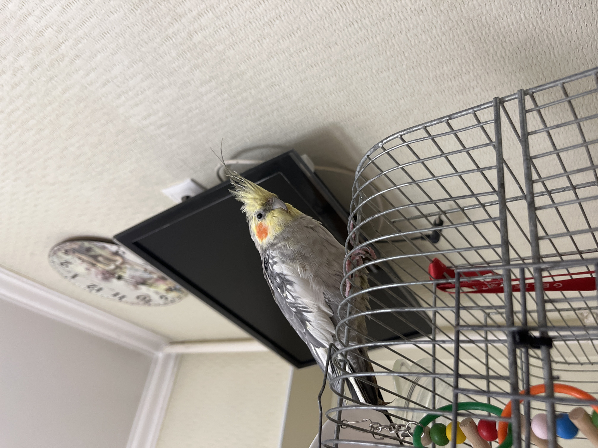 A cockatiel with a yellow crest and orange cheeks is perched on the top of a metal birdcage. The bird is looking towards the camera. The cage has several colorful toys hanging inside. In the background, a black flat-screen television is mounted on the wall, and a round decorative clock is visible above it. The wall has a textured, light-colored wallpaper. The scene appears to be indoors. The location in the city of Korolyov, Russia cannot be determined from the provided image.