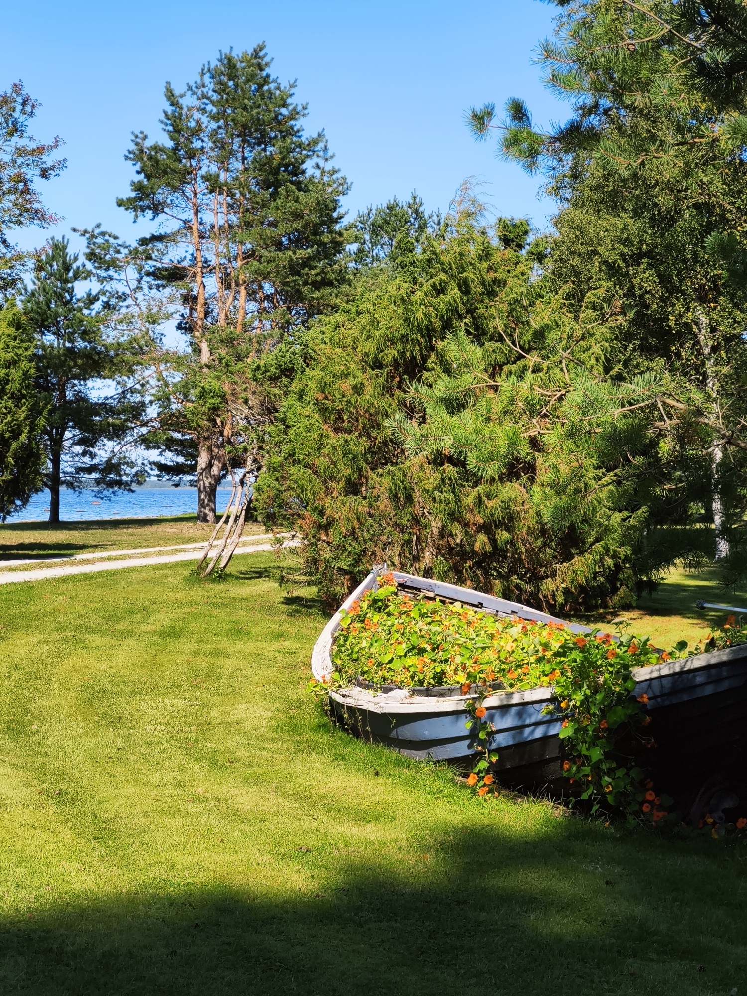 The image depicts a tranquil outdoor scene, likely in Pedase, Estonia, with a focus on a repurposed boat serving as a planter. The boat, painted a muted blue, is filled with a vibrant display of orange and yellow flowers and lush green foliage, some of which spills over the edges. It rests on a well-maintained green lawn that is dappled with sunlight and shadow. In the background, tall evergreen trees and other foliage create a natural backdrop. Beyond the trees, a calm body of water, likely the Baltic Sea, is visible under a clear blue sky. A paved path runs through the lawn, suggesting a park or garden setting. There are no people or animals present in the image.