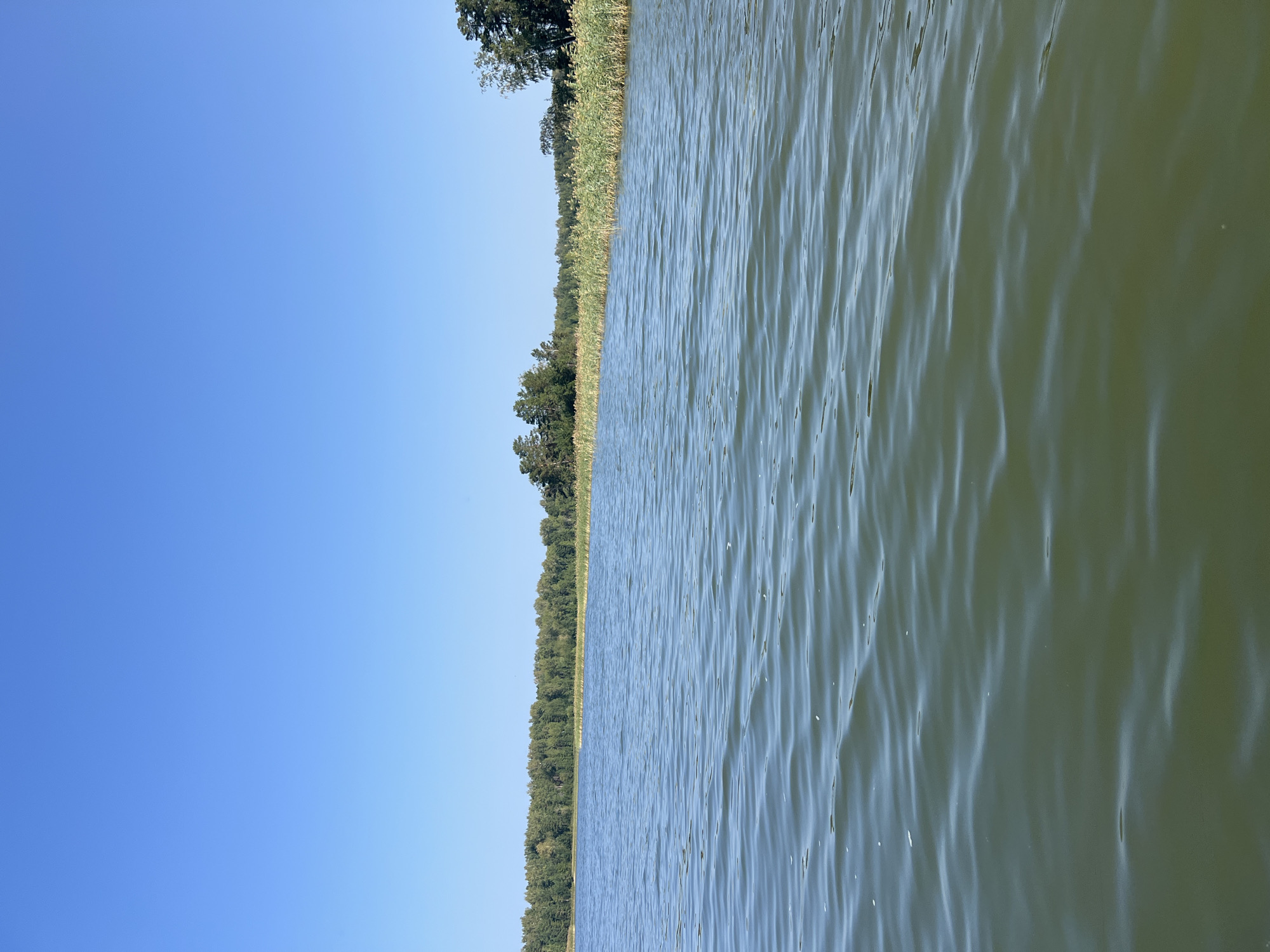 The image captures a serene view of a body of water under a clear blue sky. The water, with its gentle ripples, occupies the foreground and mid-ground, appearing a muted greenish-blue. In the background, a dense line of trees, primarily green with some hints of lighter foliage, forms the shoreline. Along the edge of the water, tall, dry reeds are visible, adding a textural contrast to the scene. The horizon is clearly defined by the meeting of the water and the distant tree line. The overall impression is one of natural tranquility.