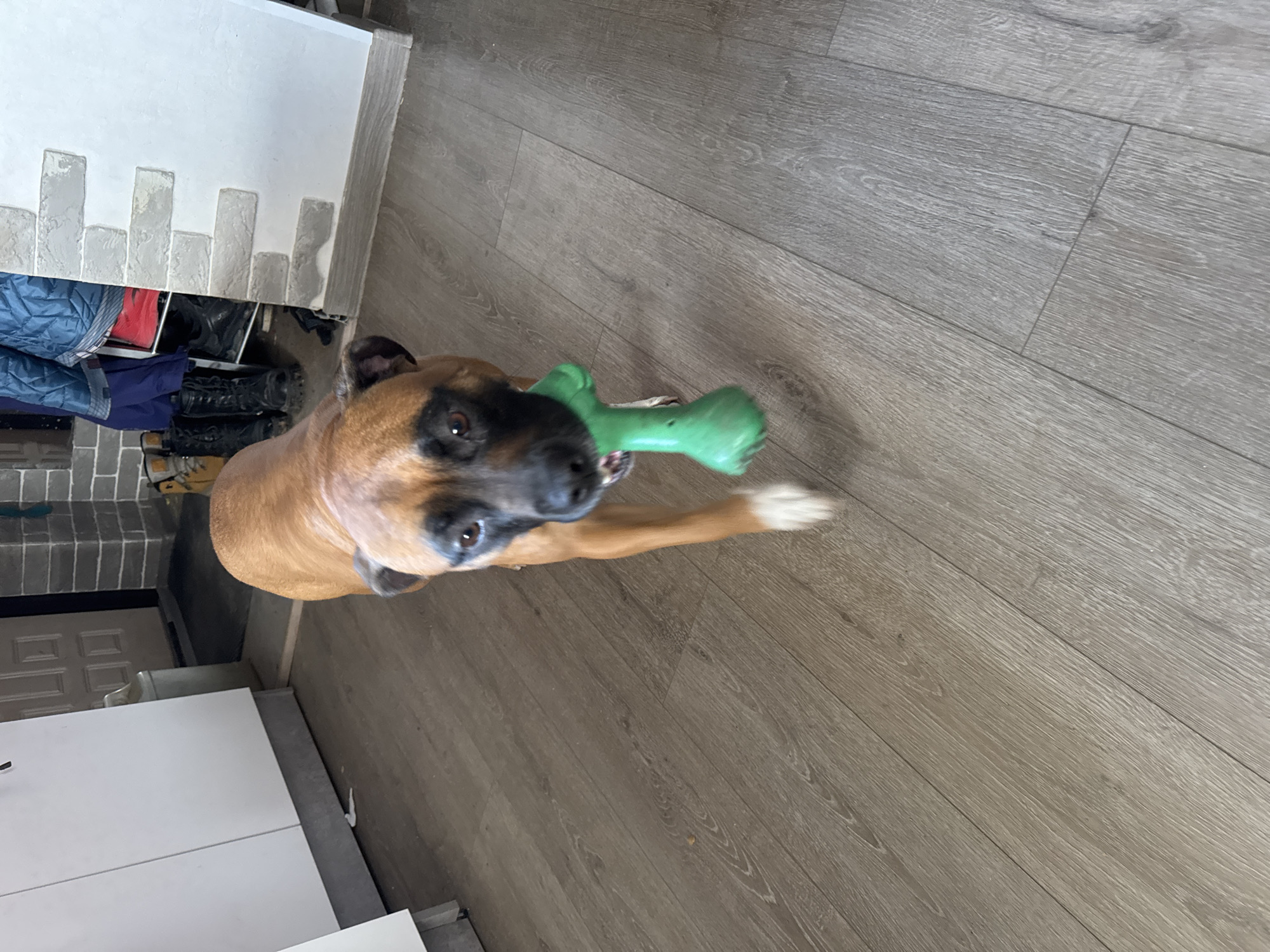 A tan and black Boxer dog stands indoors on a gray wood laminate floor. The dog holds a green bone-shaped toy in its mouth. A white cabinet with gray textured trim and a collection of shoes and jackets is visible along the left side of the frame. The location is inside a building in an undetermined location. The dog is looking directly at the camera. There is no definitive evidence that this image was taken in Chaikovsky, Russia.