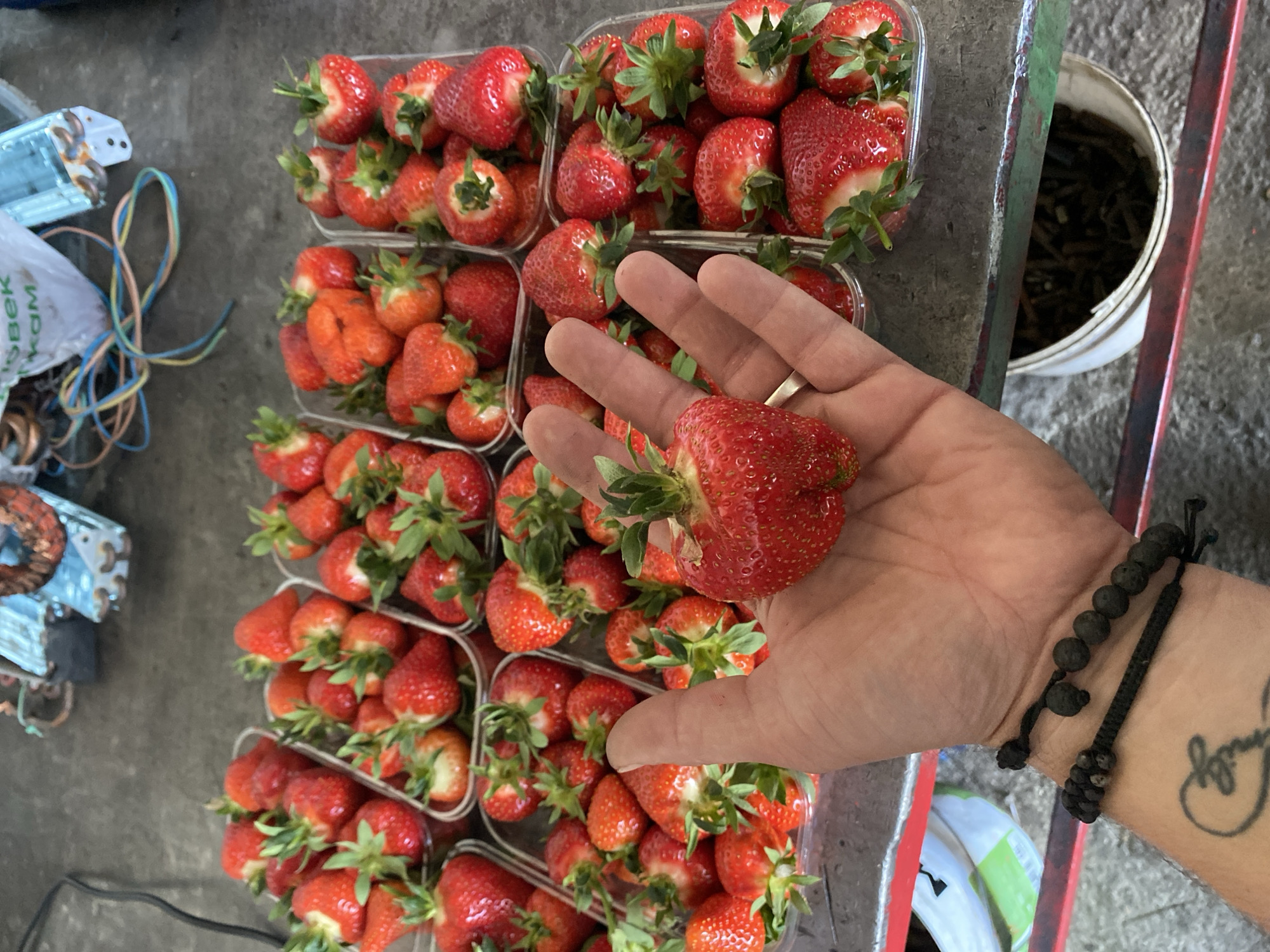 The scene presents an overhead shot of multiple plastic containers filled with strawberries, with a hand holding a particularly large strawberry over the containers. The hand belongs to an individual wearing two beaded bracelets and a tattoo is visible on the wrist. To the left, a collection of items including a bag, wires, and metallic objects rest on a grey surface. To the right, a white bucket with dark contents sits near a metal frame. Given the limited visual details, determination of the exact location in the city of Neftyanik, Russia, is not possible. The scene appears to be a market or storage setting where strawberries are being handled.