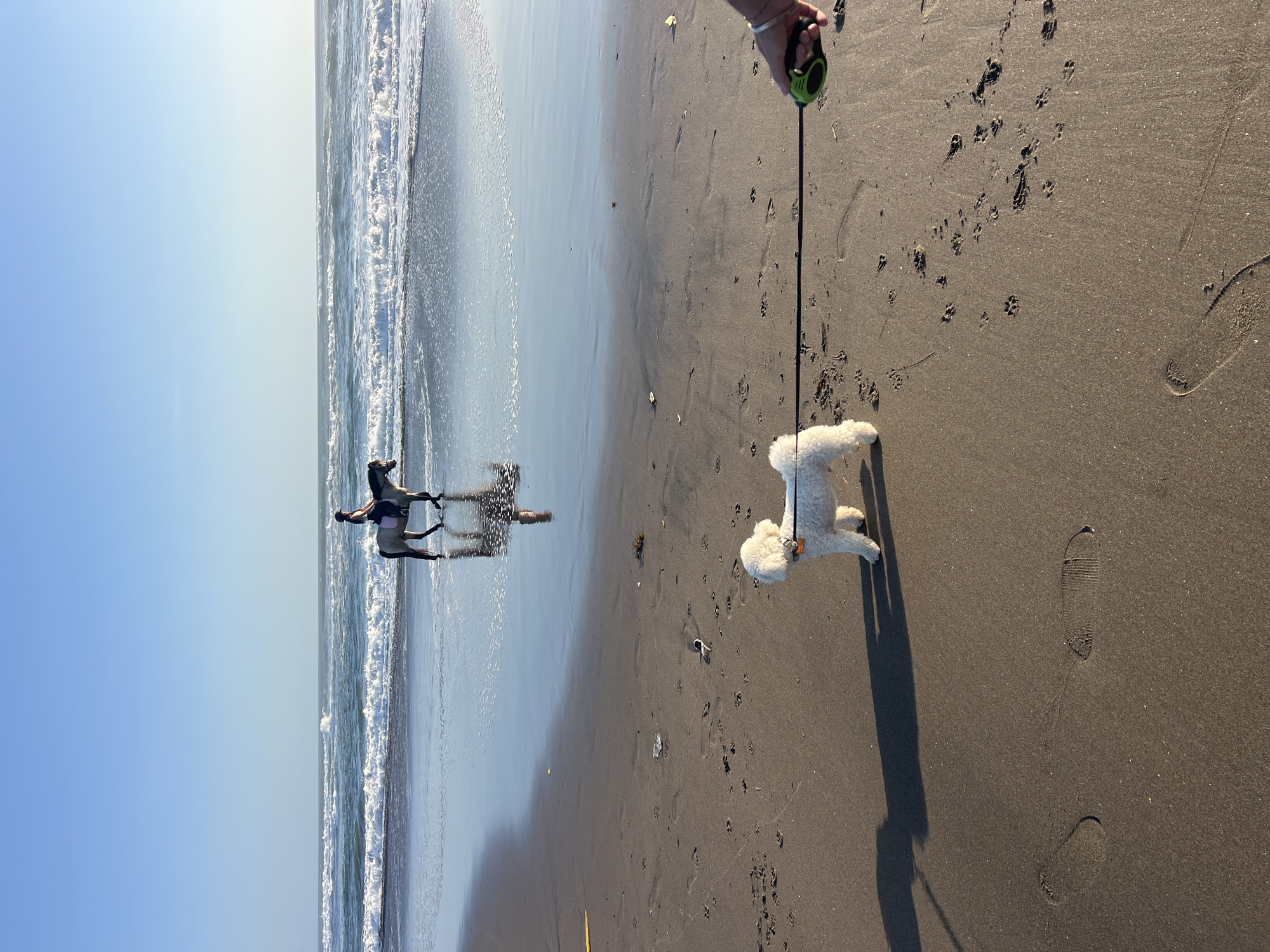 A light-colored poodle on a leash walks on a wet, dark sand beach in Kediri, Indonesia, leaving paw prints. A person's hand is visible holding the leash, which has a green handle. In the distance, a person on horseback rides through shallow water along the shoreline. The sky is clear and blue, and the ocean has moderate waves. The scene is illuminated by the sun, casting shadows on the sand.