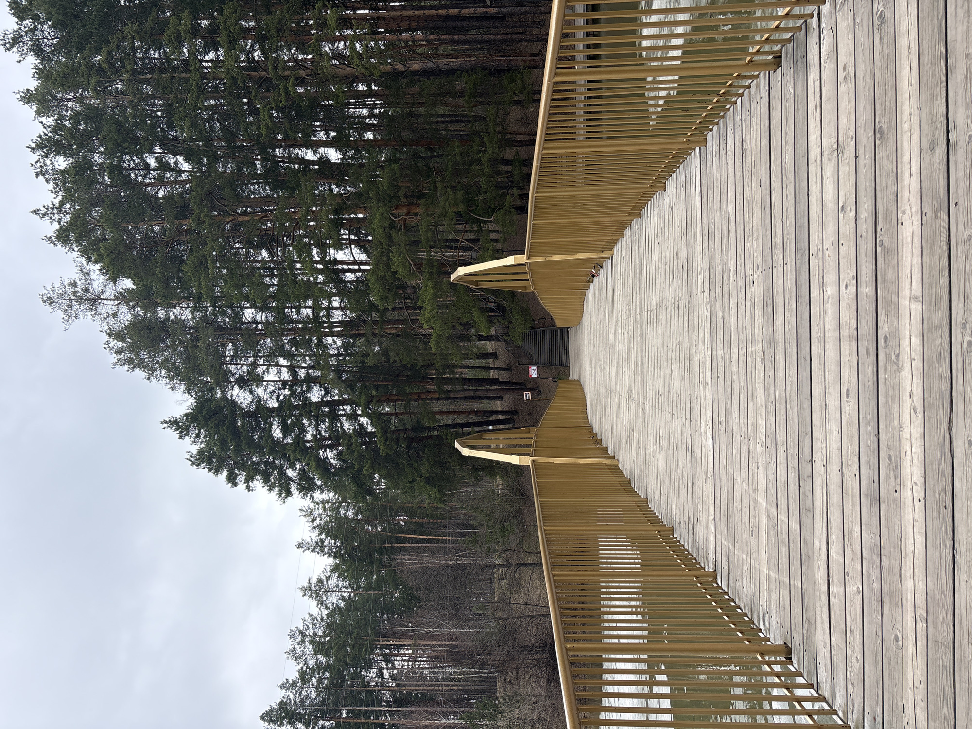 The image captures a wooden pedestrian bridge located in Neftekamsk, Russia. The bridge's walkway is constructed of light-gray wooden planks, and it features golden-colored metal railings on both sides. The bridge is elevated, offering a perspective that places it amidst a dense forest of tall pine trees. The forest appears thick, with trees reaching considerable heights. The weather seems overcast, with a gray sky.