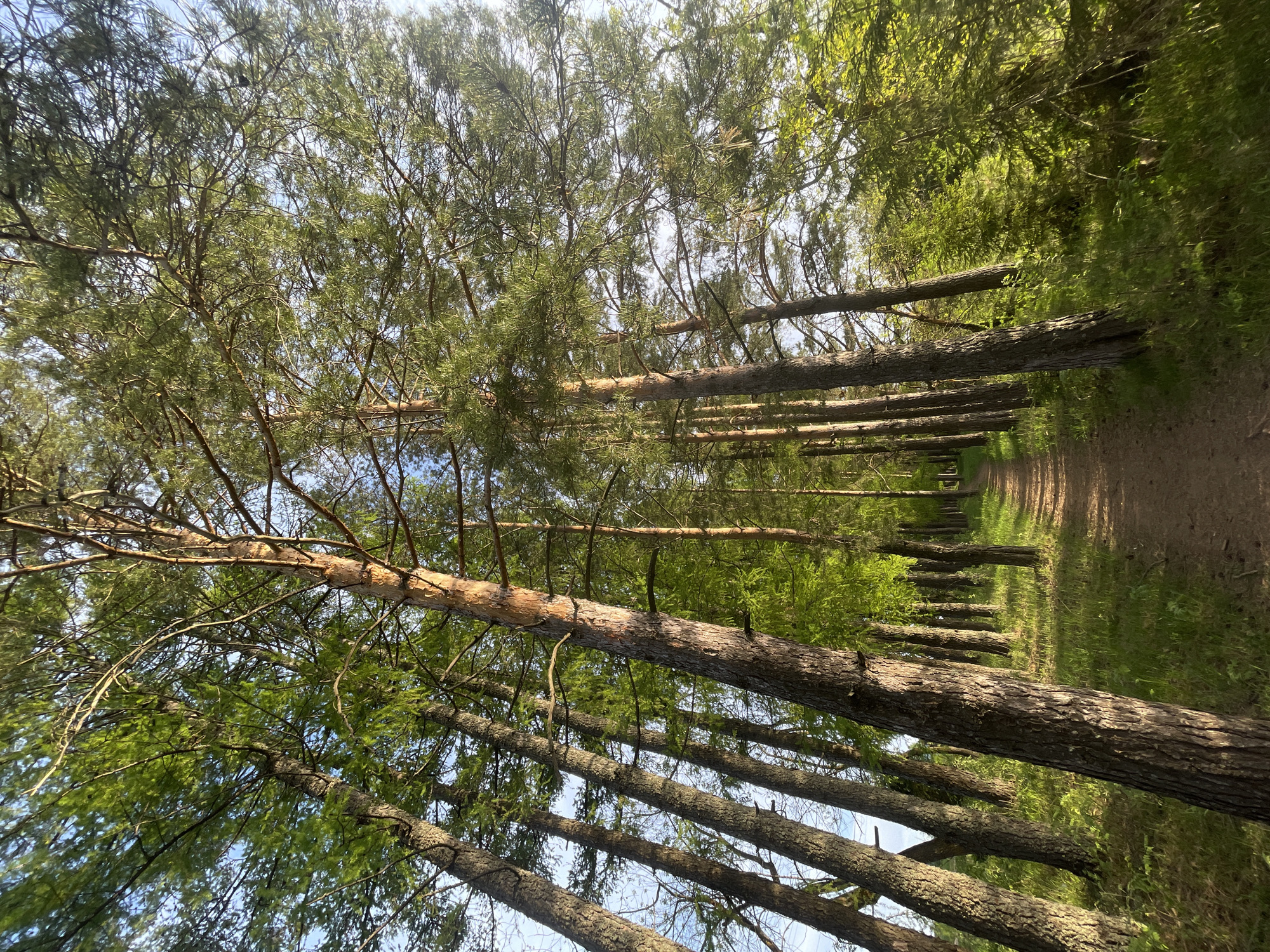 The image depicts a dirt path running through a pine forest in Подшивалово, Russia. The path stretches into the distance, bordered by rows of tall pine trees on either side. The trees are densely packed, their trunks visible and extending upwards, and their branches forming a canopy overhead. Sunlight filters through the trees, creating dappled light on the path and surrounding vegetation. The overall scene conveys a sense of tranquility and natural beauty.