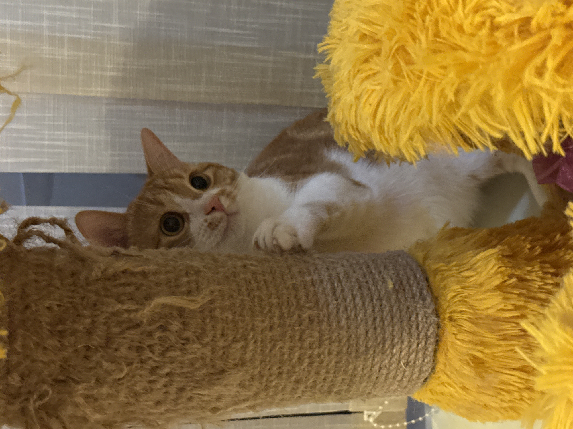 An orange and white cat is lying on a cat tree, looking at the camera. The cat tree has a sisal-covered post and a fluffy yellow section. The background appears to be a window with a patterned blind. The location in the city of Bar, Montenegro is unknown.
