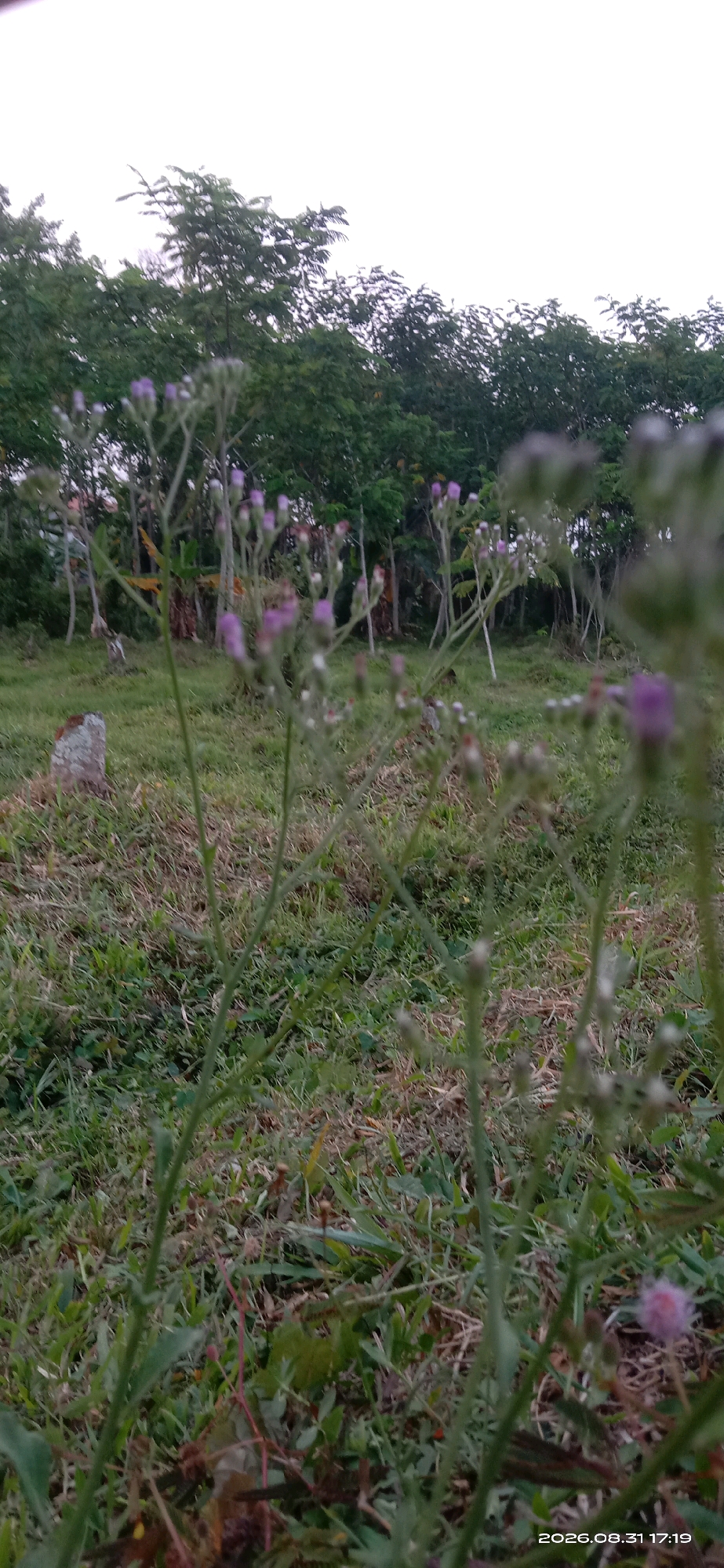 The image depicts a low-angle view of a grassy field with some small purple flowers in the foreground. A stone structure, possibly a gravestone or marker, is visible to the left of the frame. In the background, a line of trees forms a natural barrier, beyond which a building or some structures are faintly discernible. The sky above is overcast and bright. The timestamp "2026.08.31 17:19" is present in the bottom right corner, suggesting the image was captured in Bolorejo, Indonesia, on August 31, 2026, at 5:19 PM. There are no people or animals visible in the image.