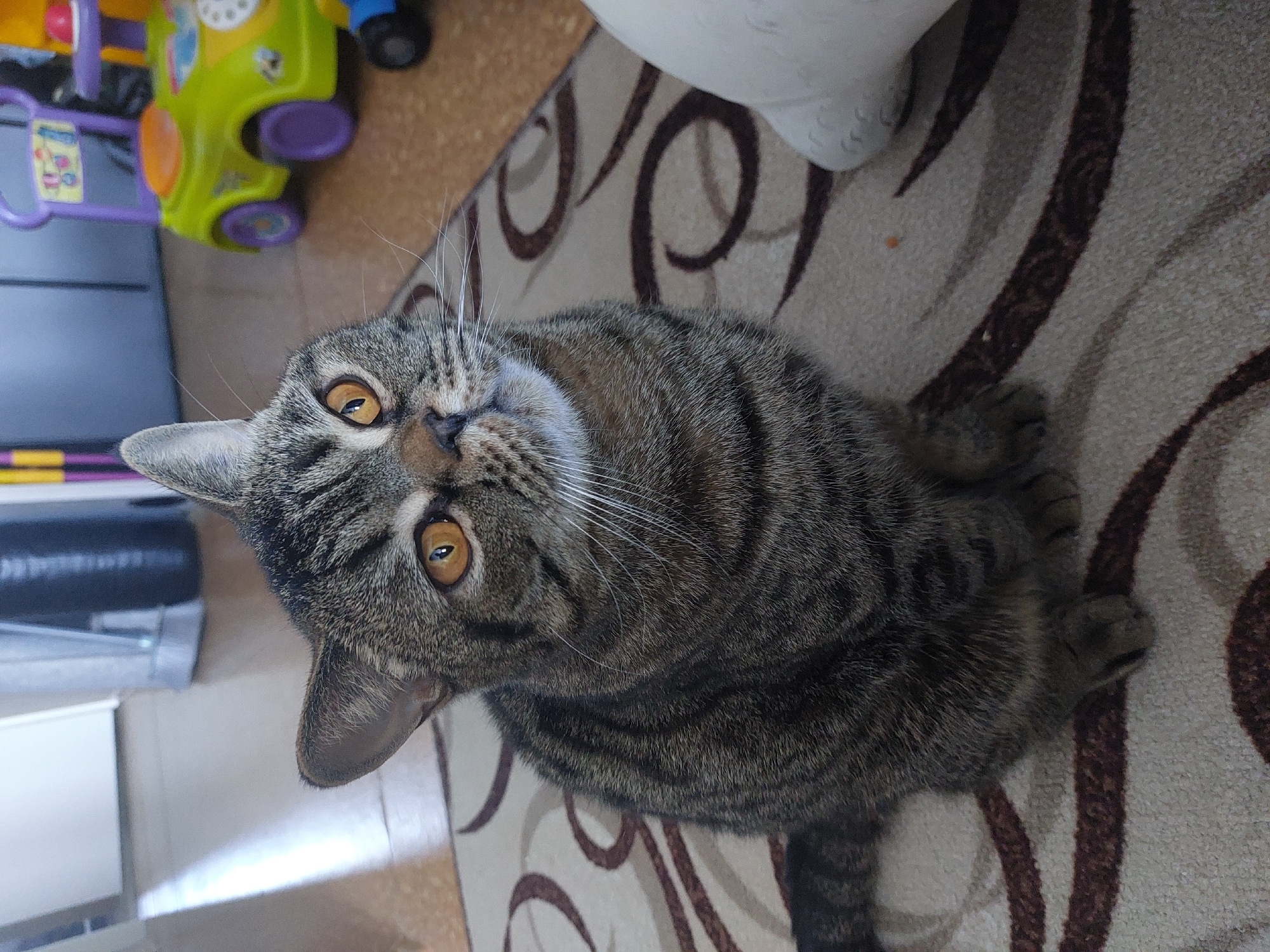 A tabby cat with amber eyes lies on a beige carpet with brown swirl patterns. A child's ride-on toy, predominantly green and purple, is visible in the upper left corner. A white object is partially visible in the upper right corner. The scene is indoors, with a white surface (possibly a countertop or cabinet) and a black object visible on the left side. The location is Chaikovsky, Russia.