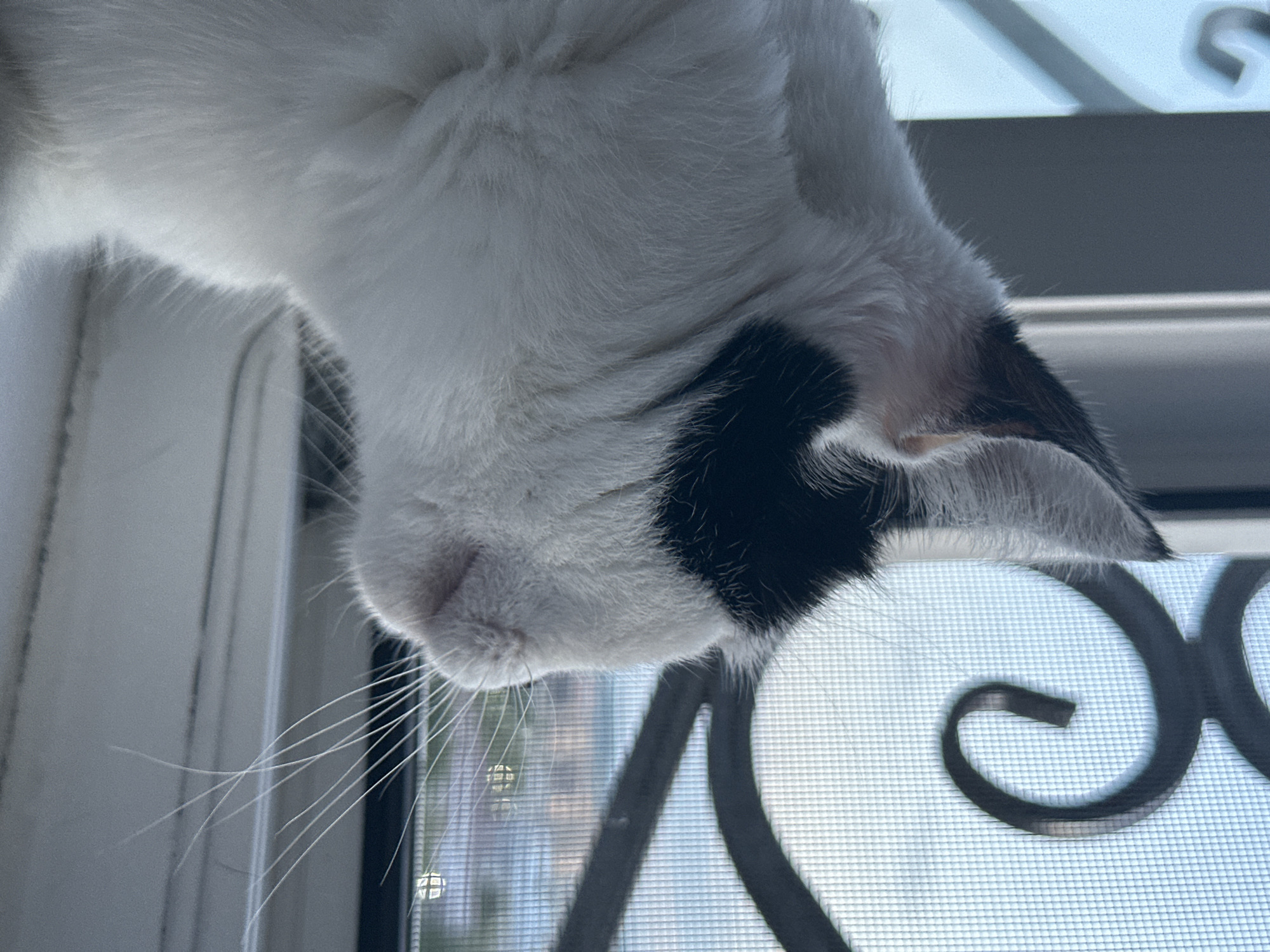 A black and white cat is depicted in profile, looking out a window. The cat has a black patch over its left eye and ear, with the rest of its fur being white. Its whiskers are long and prominent. The window is covered by a screen and an ornate black metal grate. Through the window, a cityscape is visible, with buildings and a light sky. The lighting suggests it is daytime. The location of this image is not specified, and therefore, cannot be determined to be in Kokshetau, Kazakhstan or any other specific city.