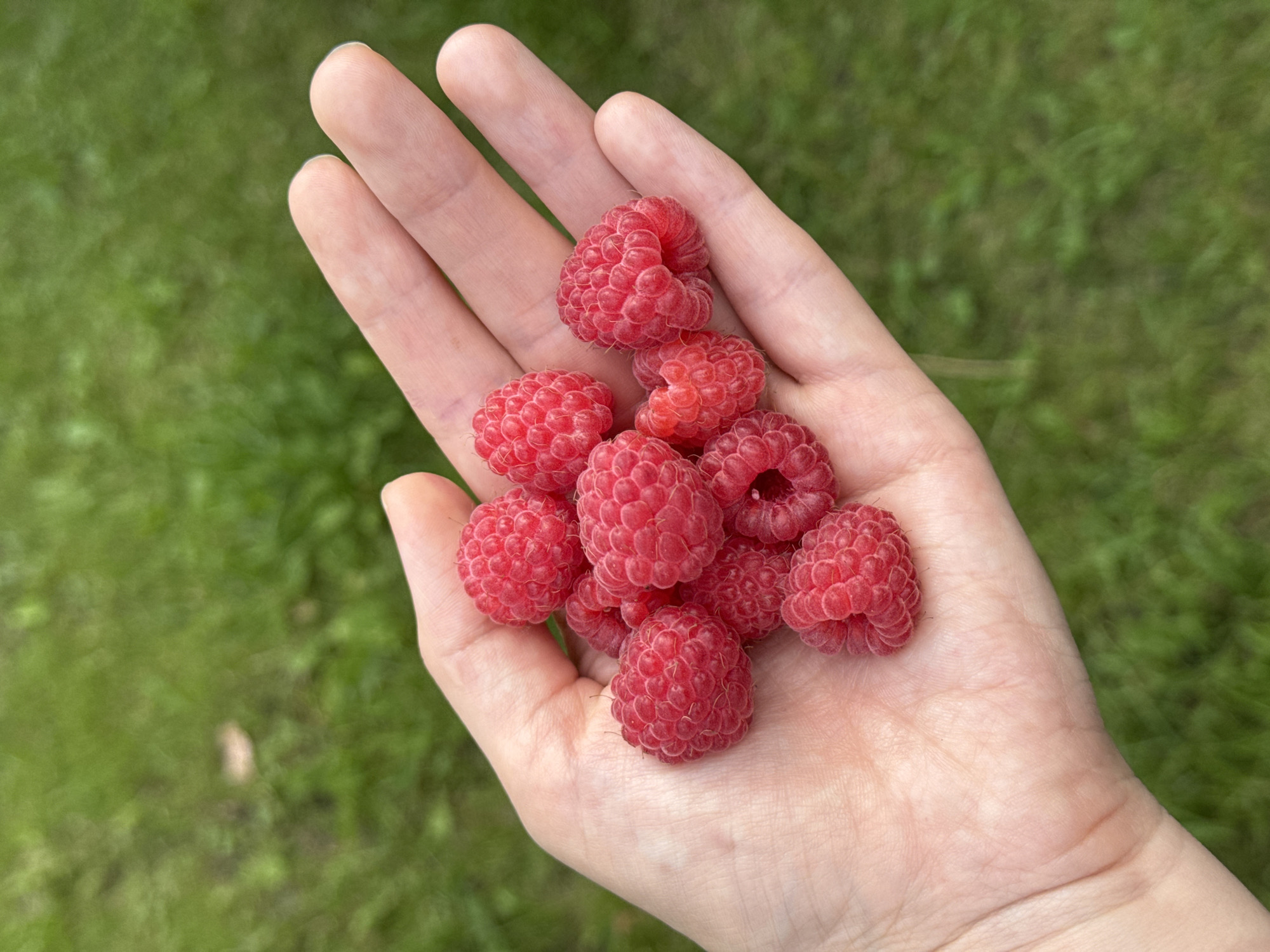 A human hand, palm up, is holding a cluster of ripe raspberries. The hand is lightly tanned with visible skin texture and fingernails. The raspberries are a vibrant red color and appear plump and fresh, with the characteristic segmented drupelets of raspberries. They are piled loosely in the palm. The background is out of focus and shows a green grassy area, consistent with an outdoor environment. There is no indication of the city of Манский, Russia, in the image.