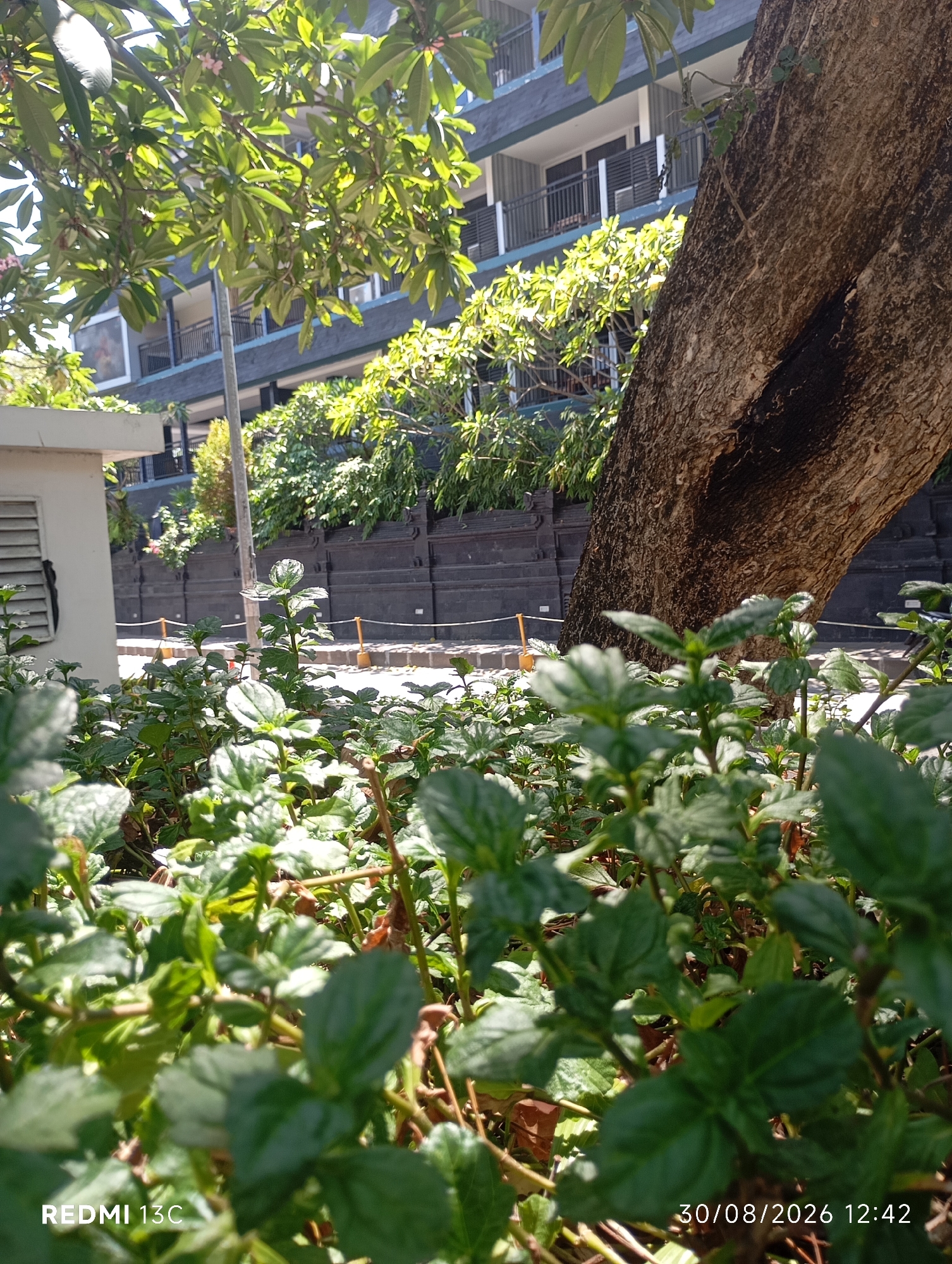 In the foreground, lush green foliage, possibly mint, dominates the frame, its leaves catching the sunlight. A large, textured tree trunk curves into the mid-ground, its bark rough and weathered. Behind the foliage and tree, a modern building with multiple balconies and dark railings is visible. The building's facade is a muted gray, and windows with closed shutters are apparent. A black stone wall with decorative elements runs horizontally across the mid-ground, separating the street from the building. Small orange posts with white rope are placed along the street. The scene appears to be a street-side view in Kuta, Indonesia, with a clear sky and bright daylight suggesting a warm climate. The composition focuses on the natural elements in the foreground and mid-ground, with the urban environment serving as a backdrop.