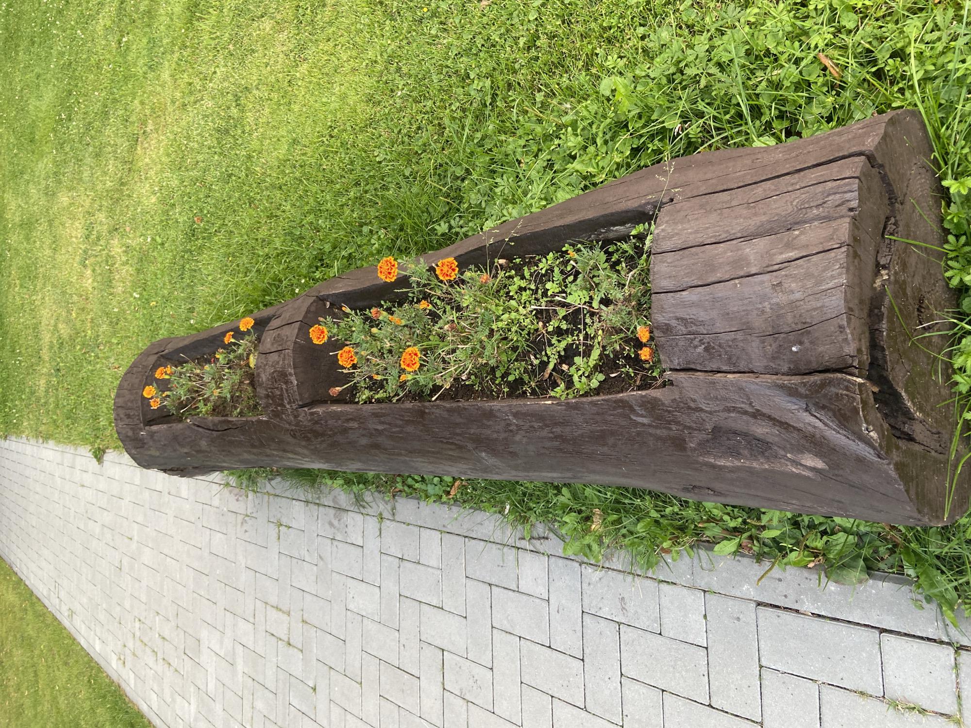 The image shows a long, hollowed-out log used as a planter, filled with soil and small orange marigold flowers. The planter is positioned alongside a light gray paved walkway with a herringbone pattern. To the right of the planter is a lush green grassy area with some weeds growing around the log. The scene appears to be outdoors, possibly in a park or garden area in the city of Chulis, Russia. There are no people or animals visible in the image. The lighting suggests it is daytime.