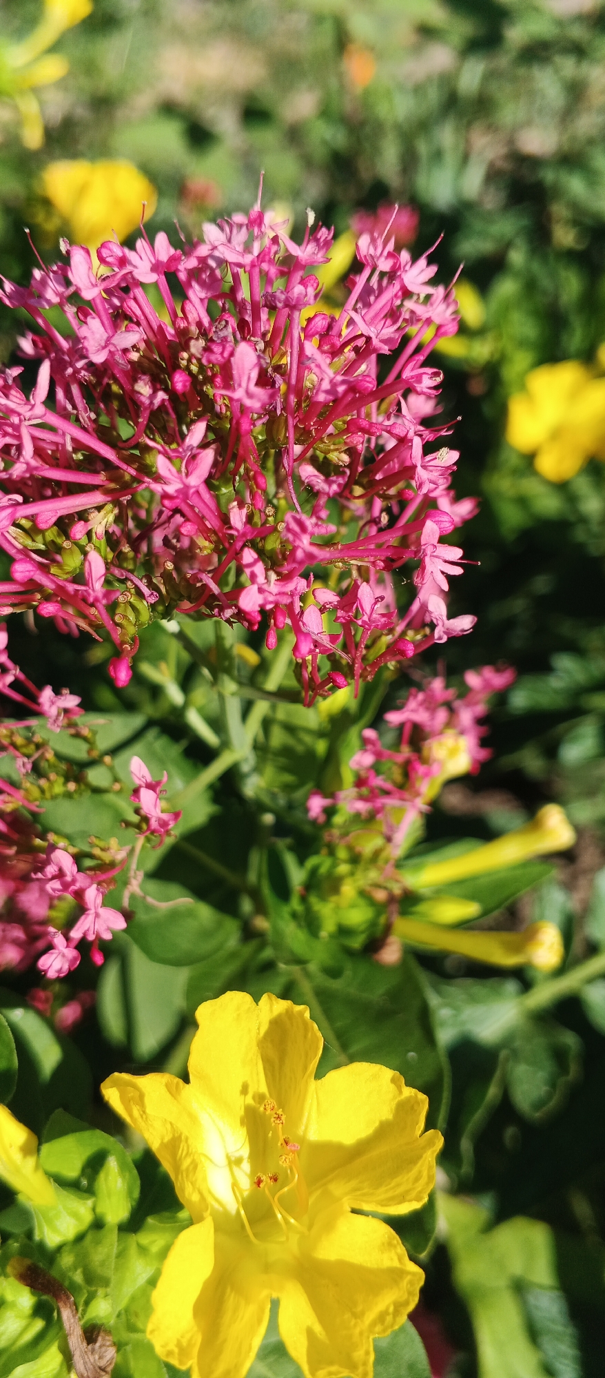 In the city of Smila, Ukraine, a close-up, vertical shot captures a cluster of vibrant pink flowers in the foreground, their delicate petals fanning out from a central mass. Behind them, slightly out of focus, are bright yellow flowers and lush green foliage, suggesting a garden setting bathed in sunlight. The natural light casts soft shadows, highlighting the intricate details of the blossoms. No people are present in the image, and the scene appears to be a tranquil natural environment.
